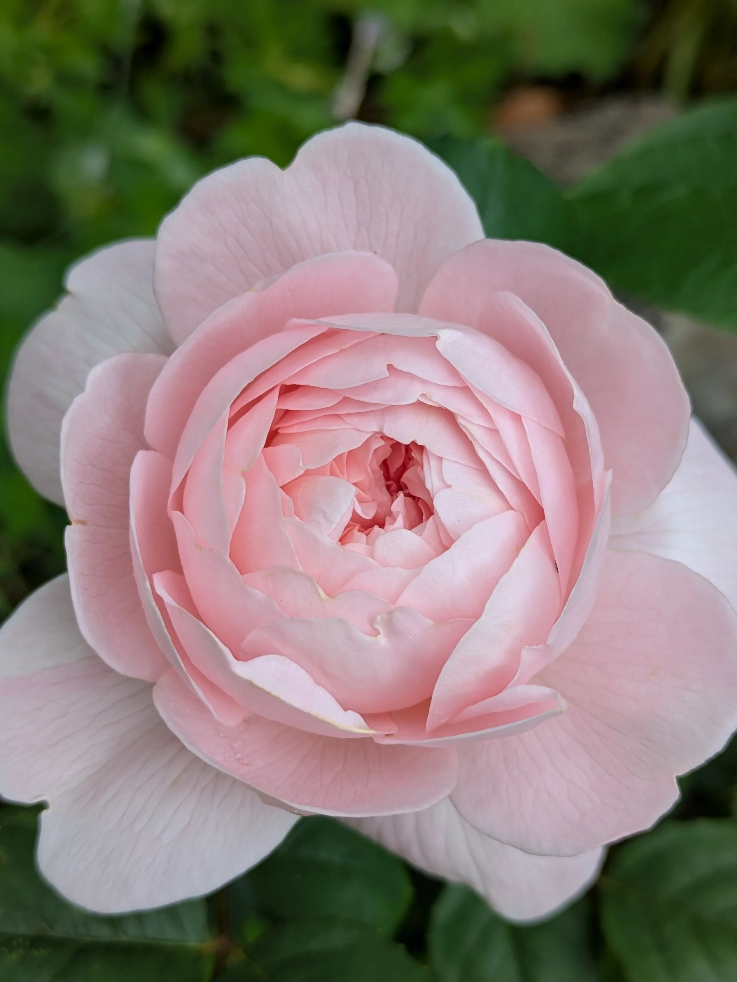 Rosa 'Queen of Sweden', Woolton, Liverpool