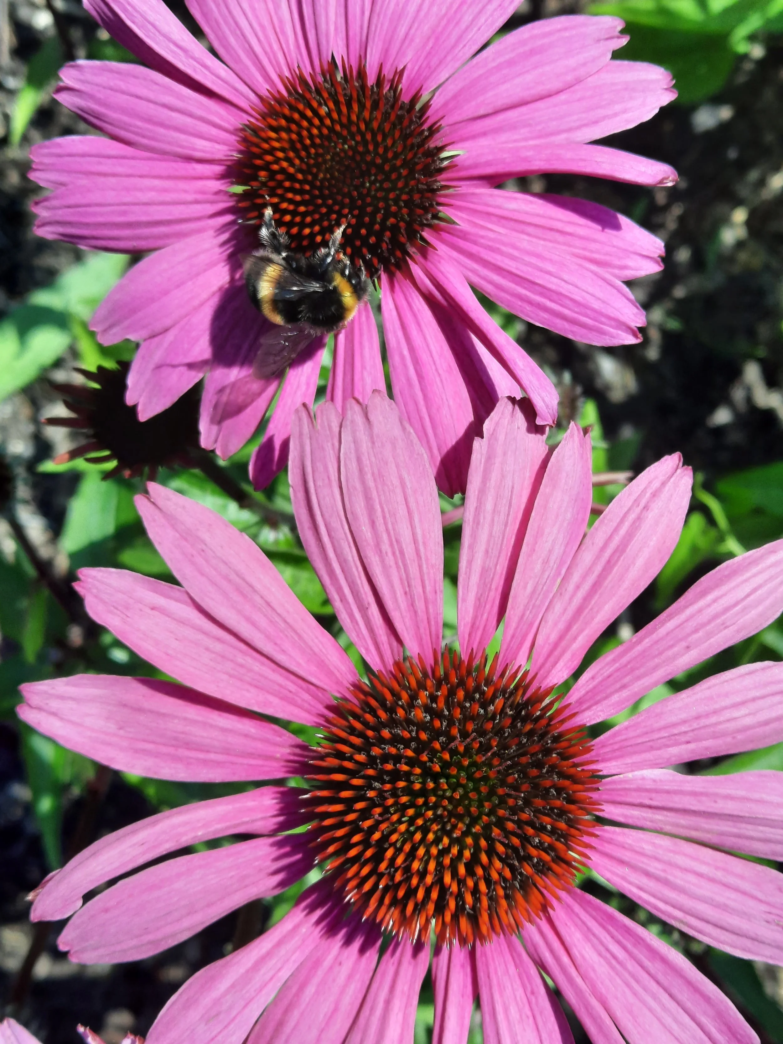 Echinacea