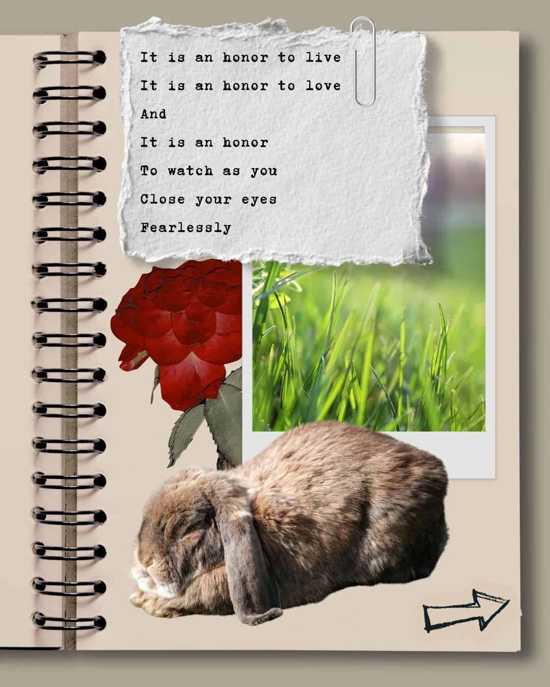 Hey there Honeybun! 🍯 have you felt the joy of watching a skittish animal relax around you?  As much as I'd like to be a Disney princess 👸 and have animals understand just how much I love them, that doesn't seem to be working out for me. My girl bu