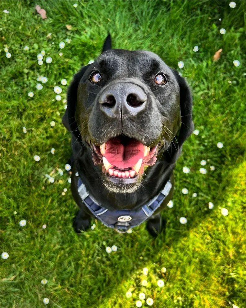 A black dog sitting on green grass with small white flowers, looking up with a happy expression, mouth open, tongue out, wearing a harness.