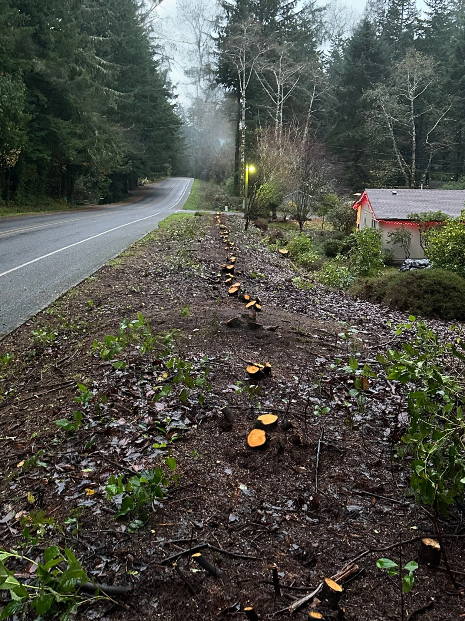 A section of a dirt sidewalk with freshly cut tree branches and leaves scattered on it, next to a paved road with a double yellow line, in a green wooded area with some houses and trees in the background.