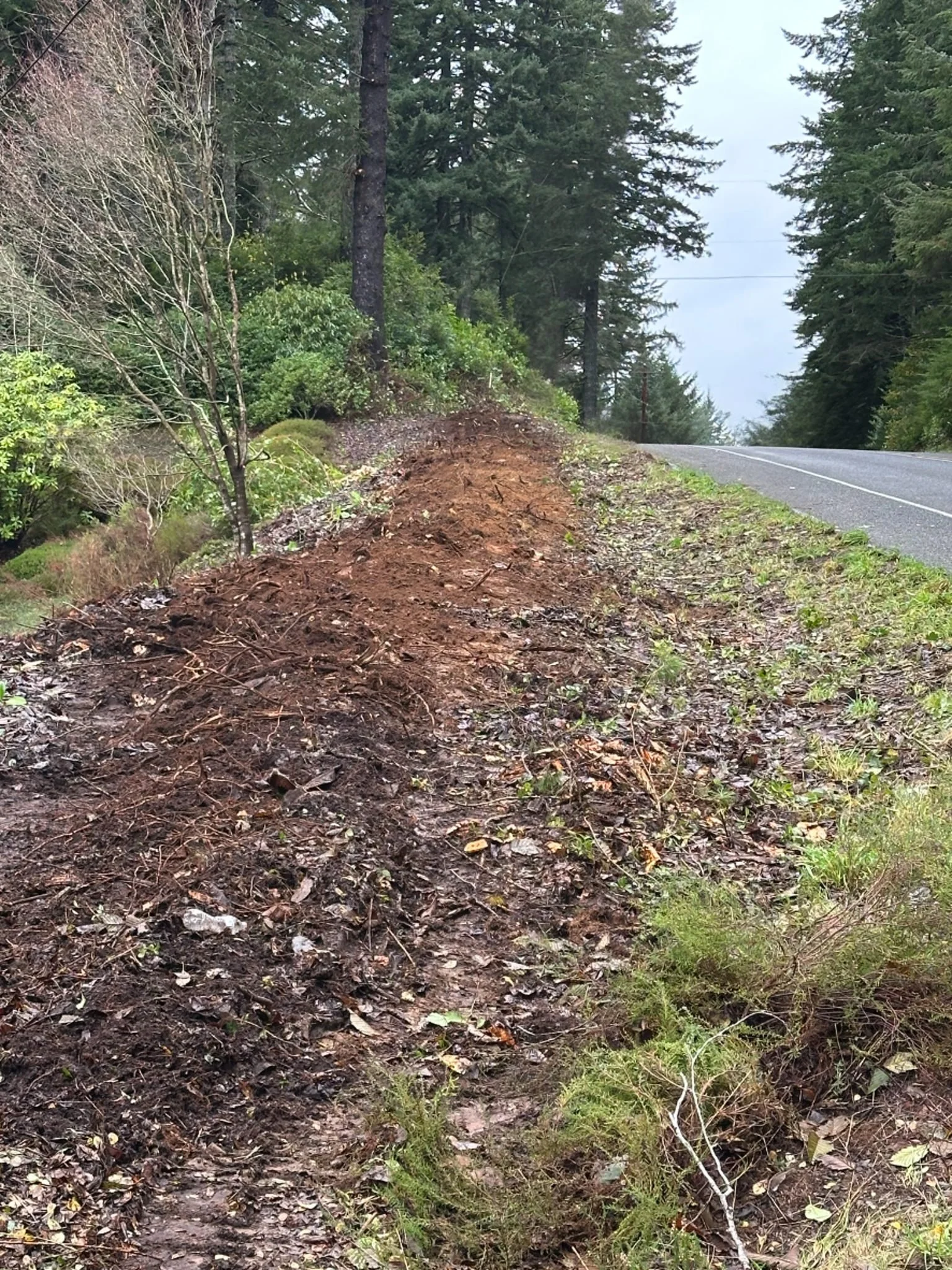 Part of a forested roadside with disturbed soil and some small plants, and trees in the background.