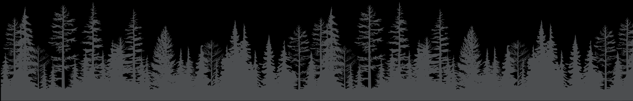 Silhouette of a dense forest of tall pine trees against a black background
