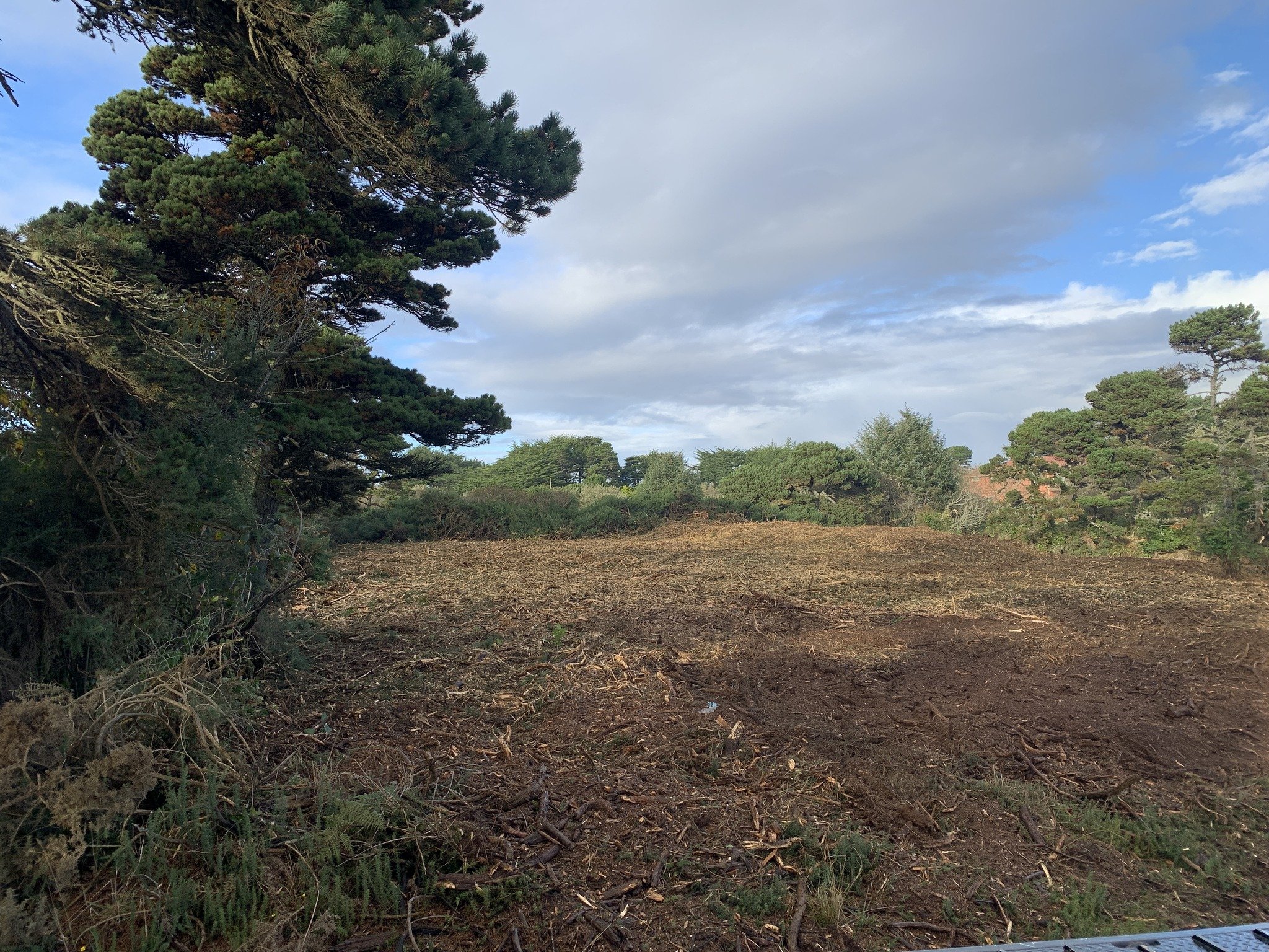 Clear sky over a forest area with freshly cleared land, large pine trees, and scattered shrubs.