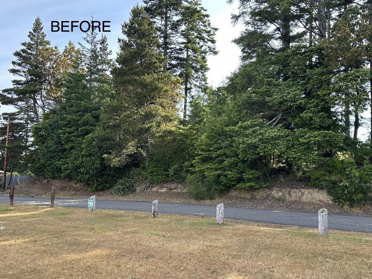 A landscape view of a wooded area with tall evergreen trees and shrubs, a paved road, a grassy area with four white posts and chain link, and the word 'BEFORE' written in black text in the sky area.