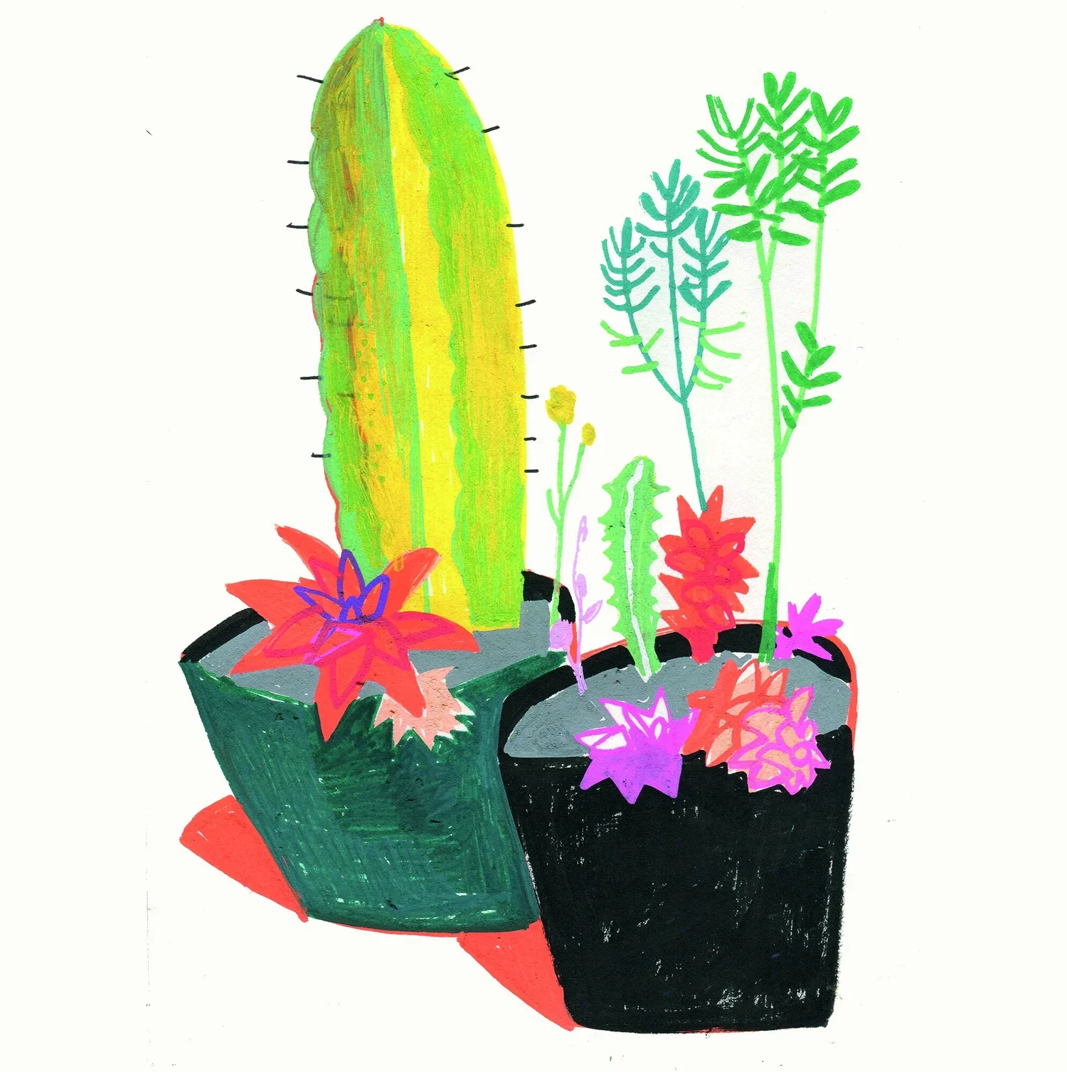 CACTUS.webp