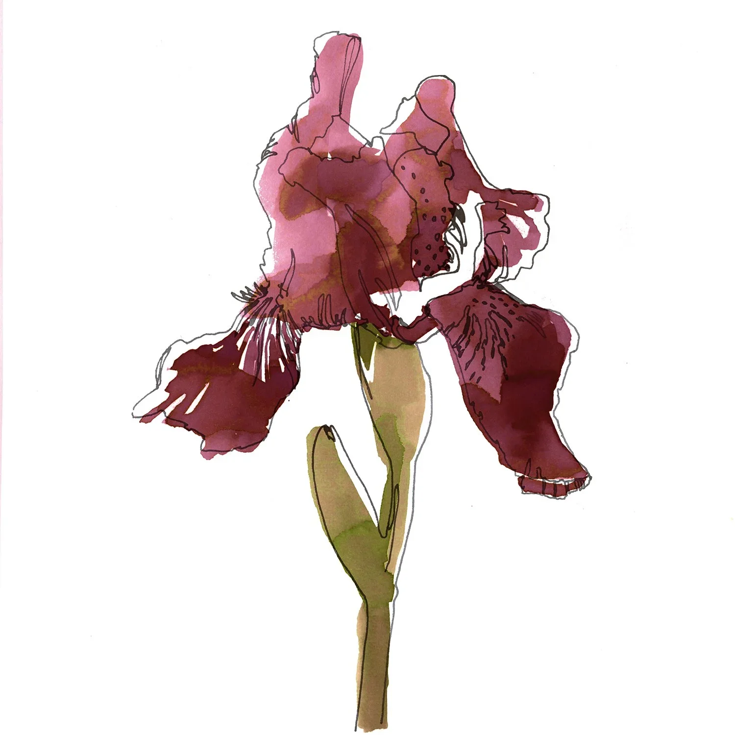 IRIS+red.webp