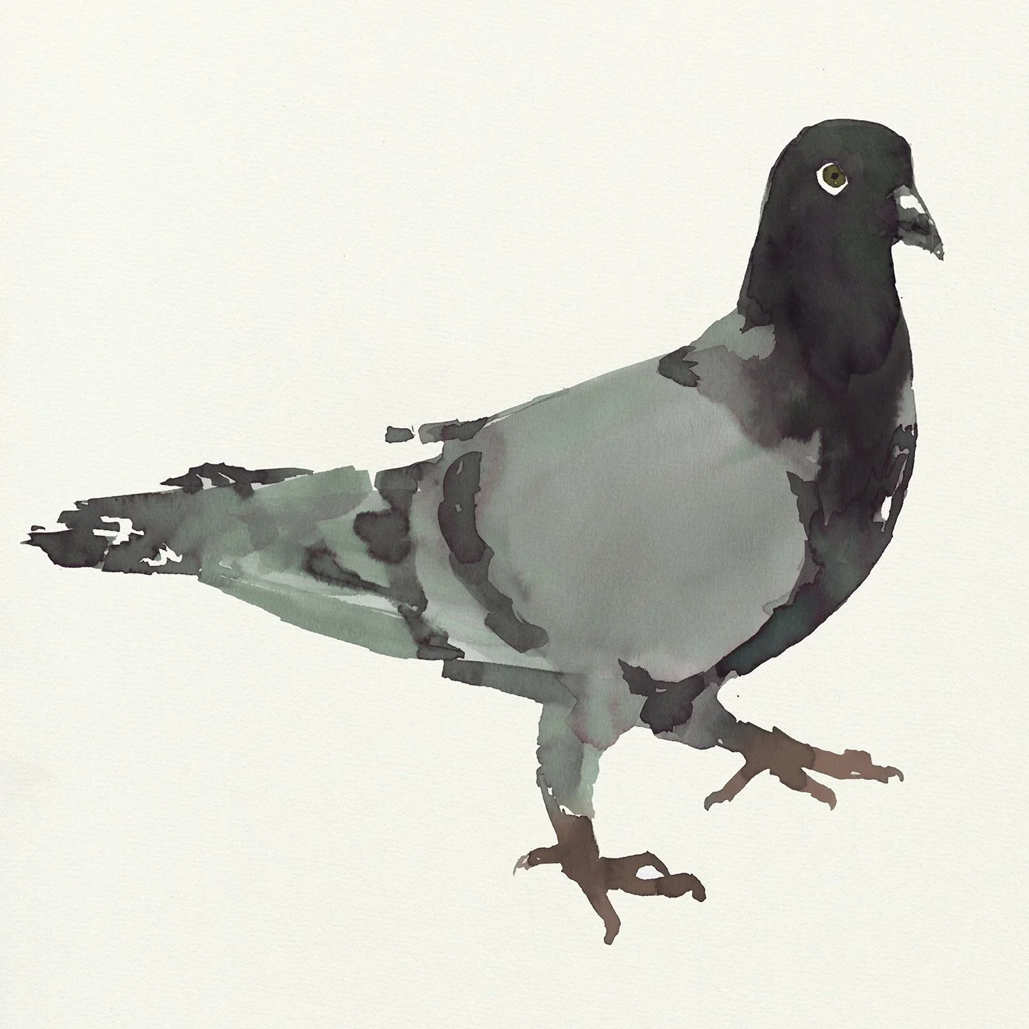 PIGEON.webp