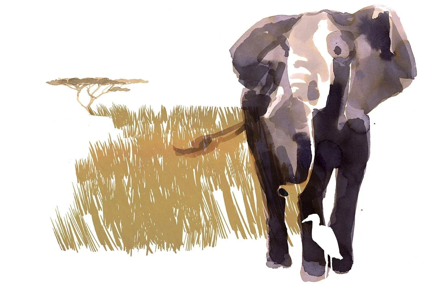 ELEPHANT.webp