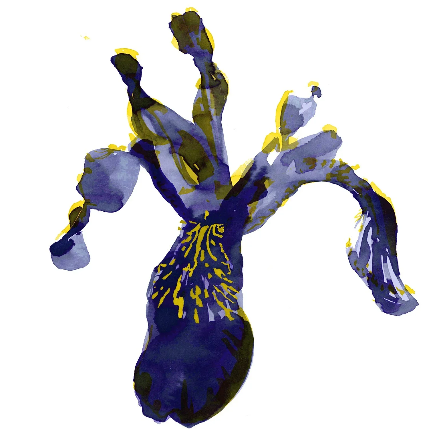 IRIS+5+blue+yellow.webp