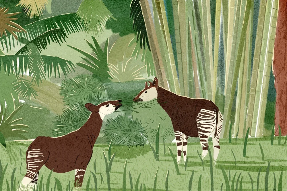 chester+zoo_Okapi_Round+02.webp