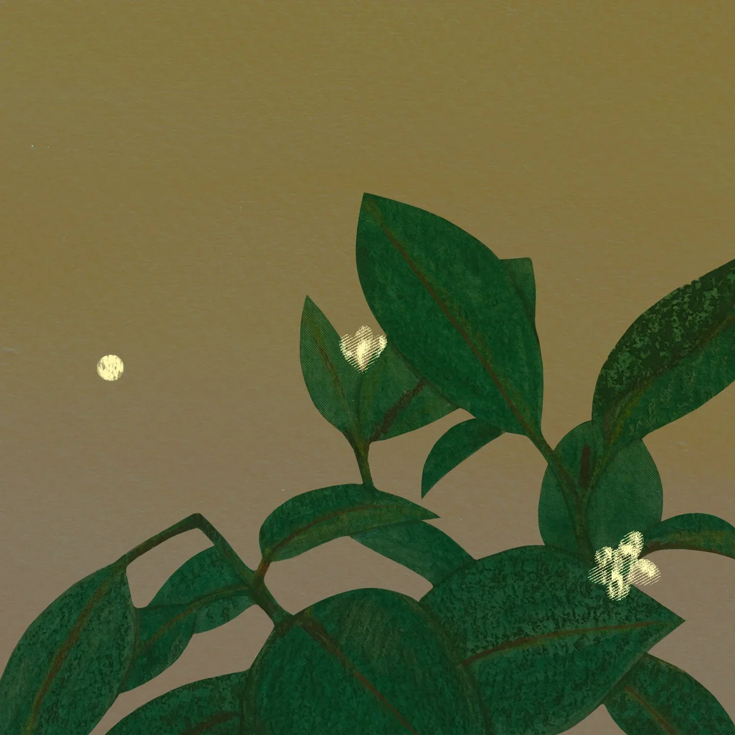 limes+by+moonlight.webp