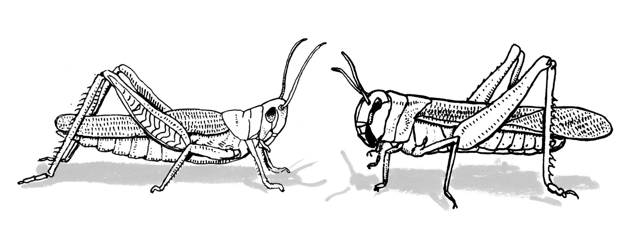 LSBerke_BW_FD_GrasshopperLocust.webp