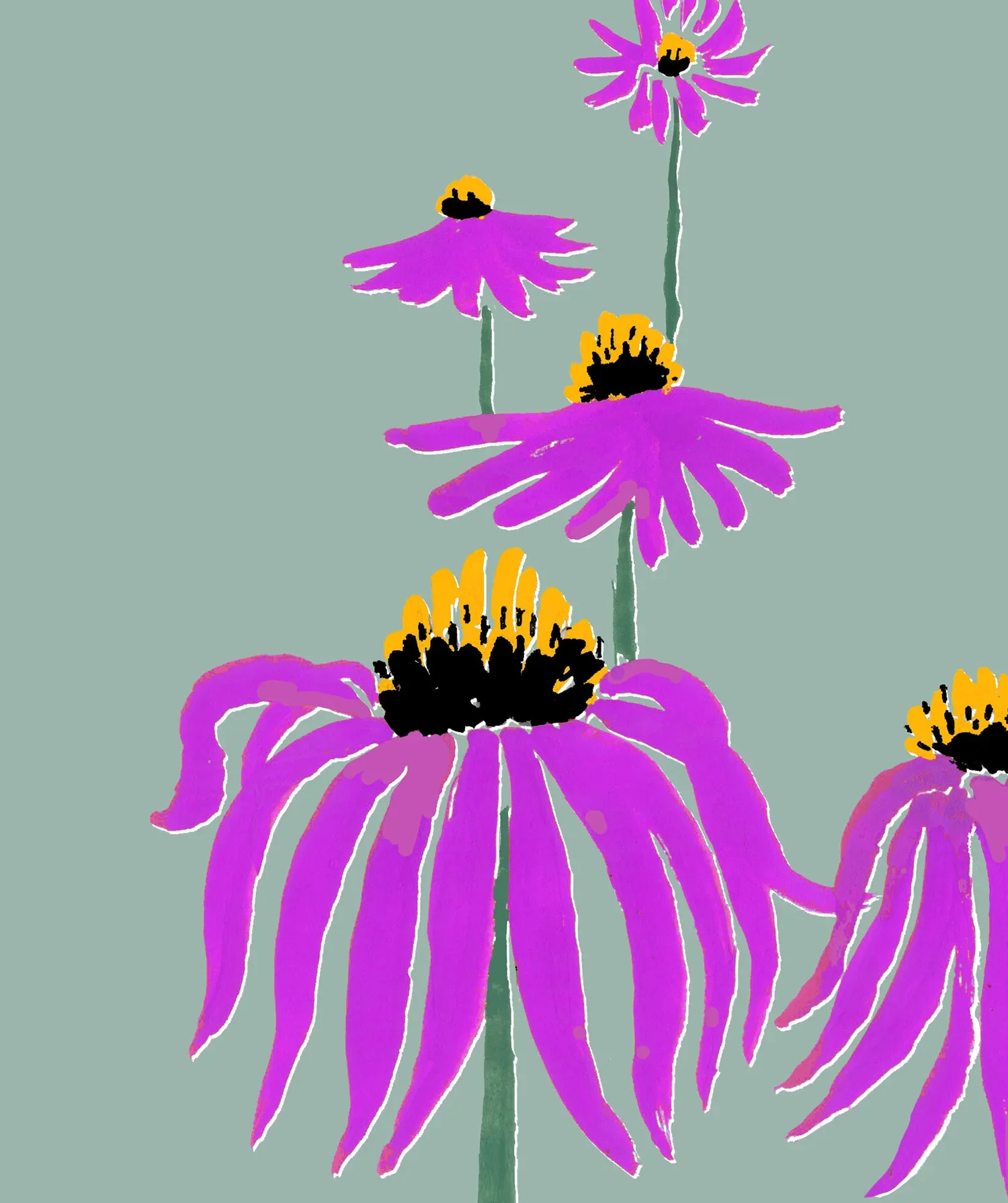 coneflower_org.webp