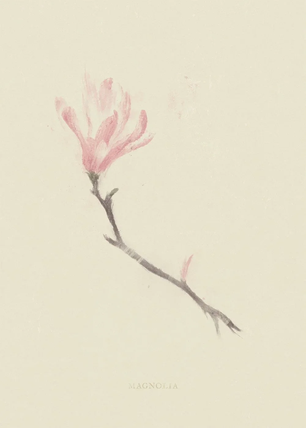 magnolia-min.webp