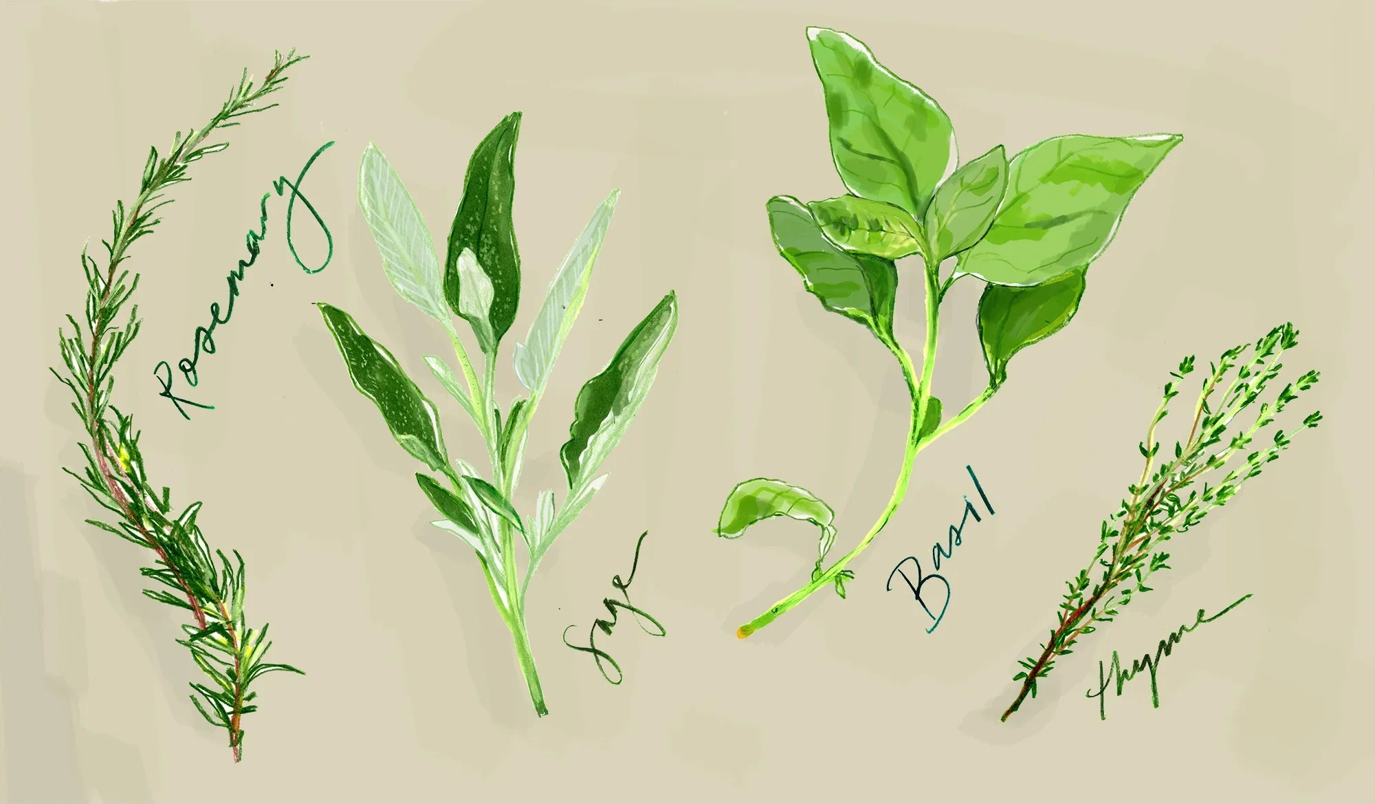 HERBS.webp