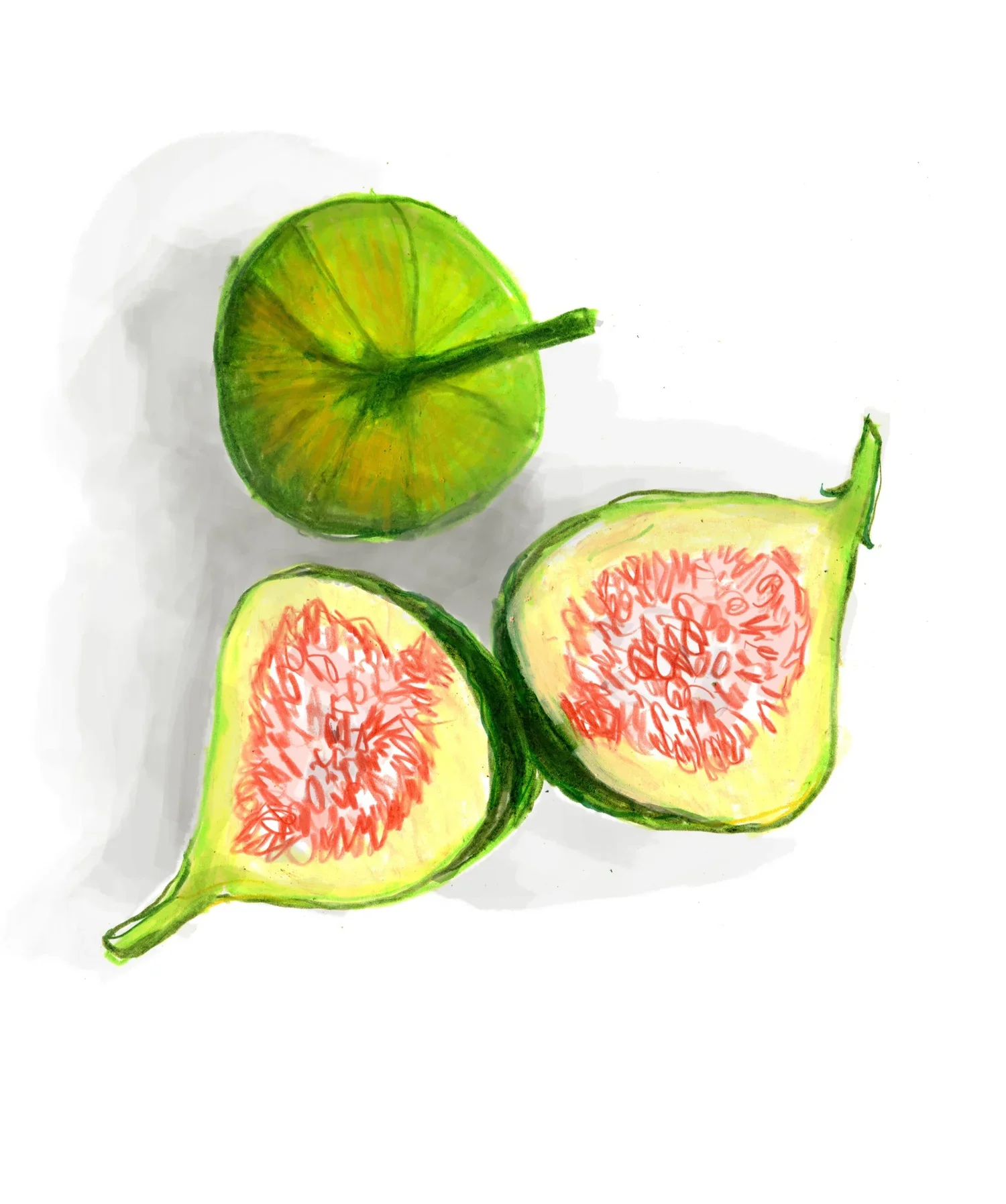 FIGS2.webp