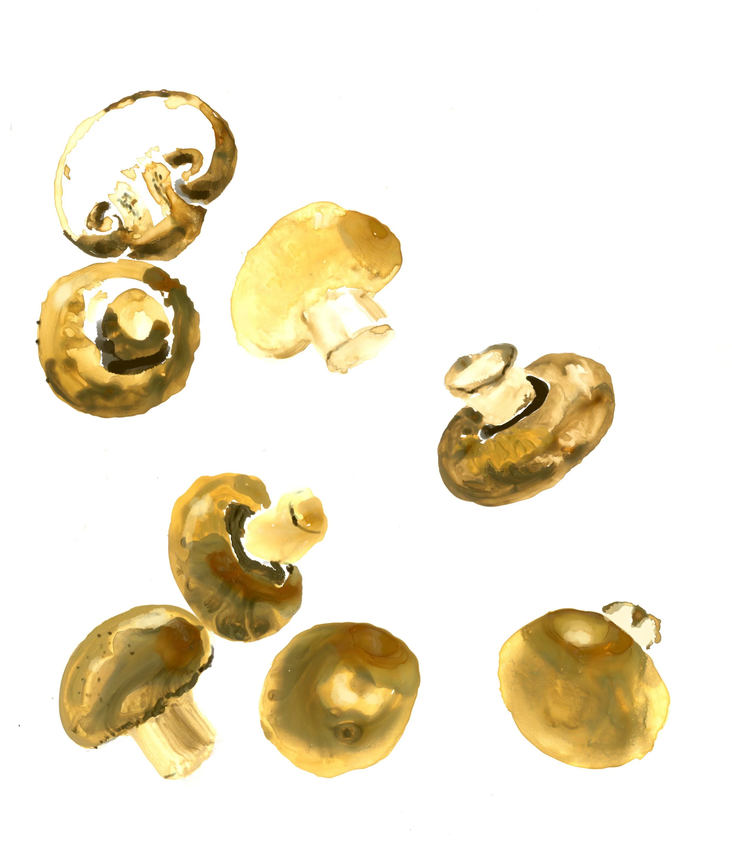 WSJ_Button mushroom copy.jpg