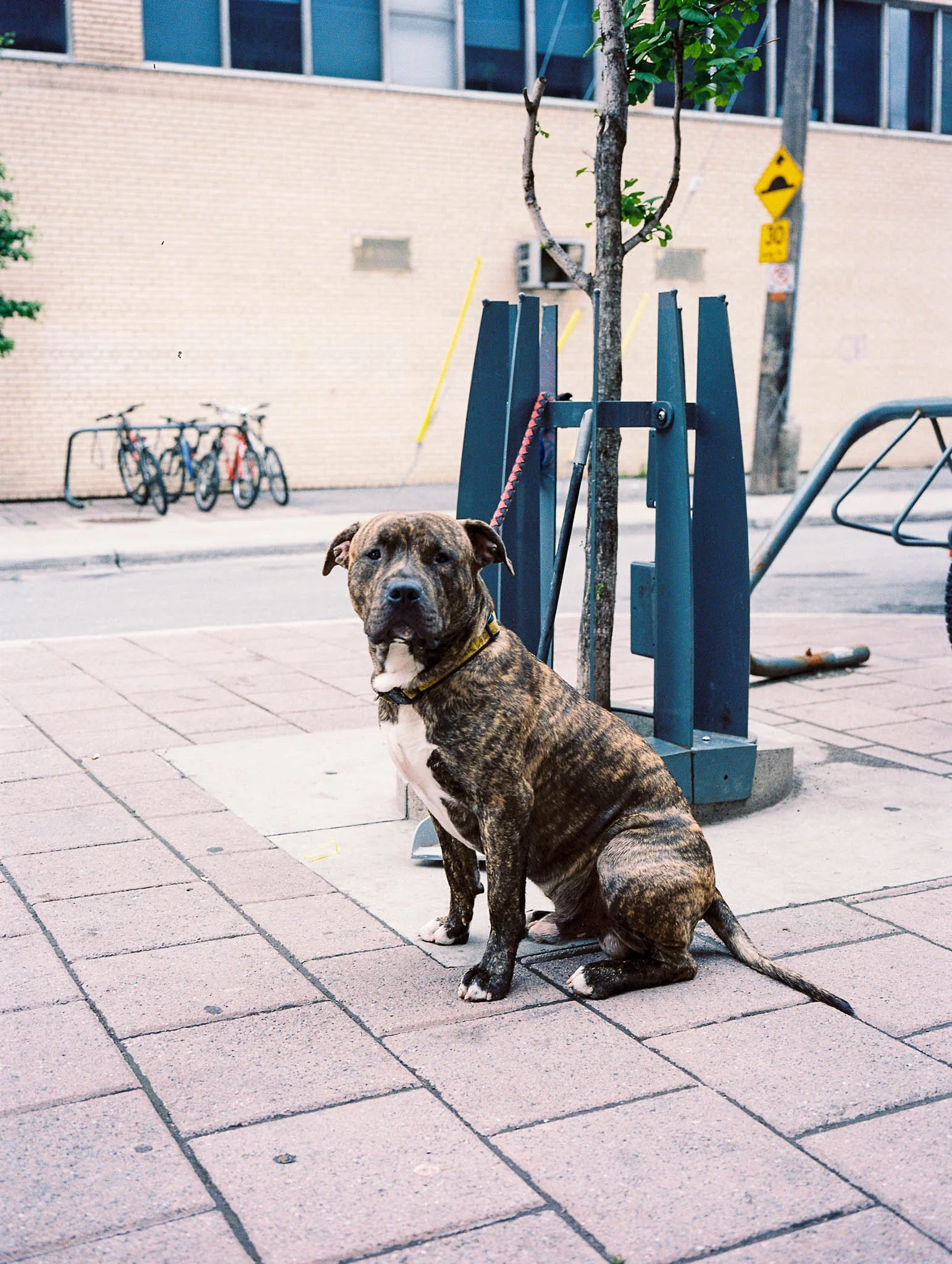 FILM_PHOTOGRAPHY_STREET_DOG_ON_LEASH.jpg