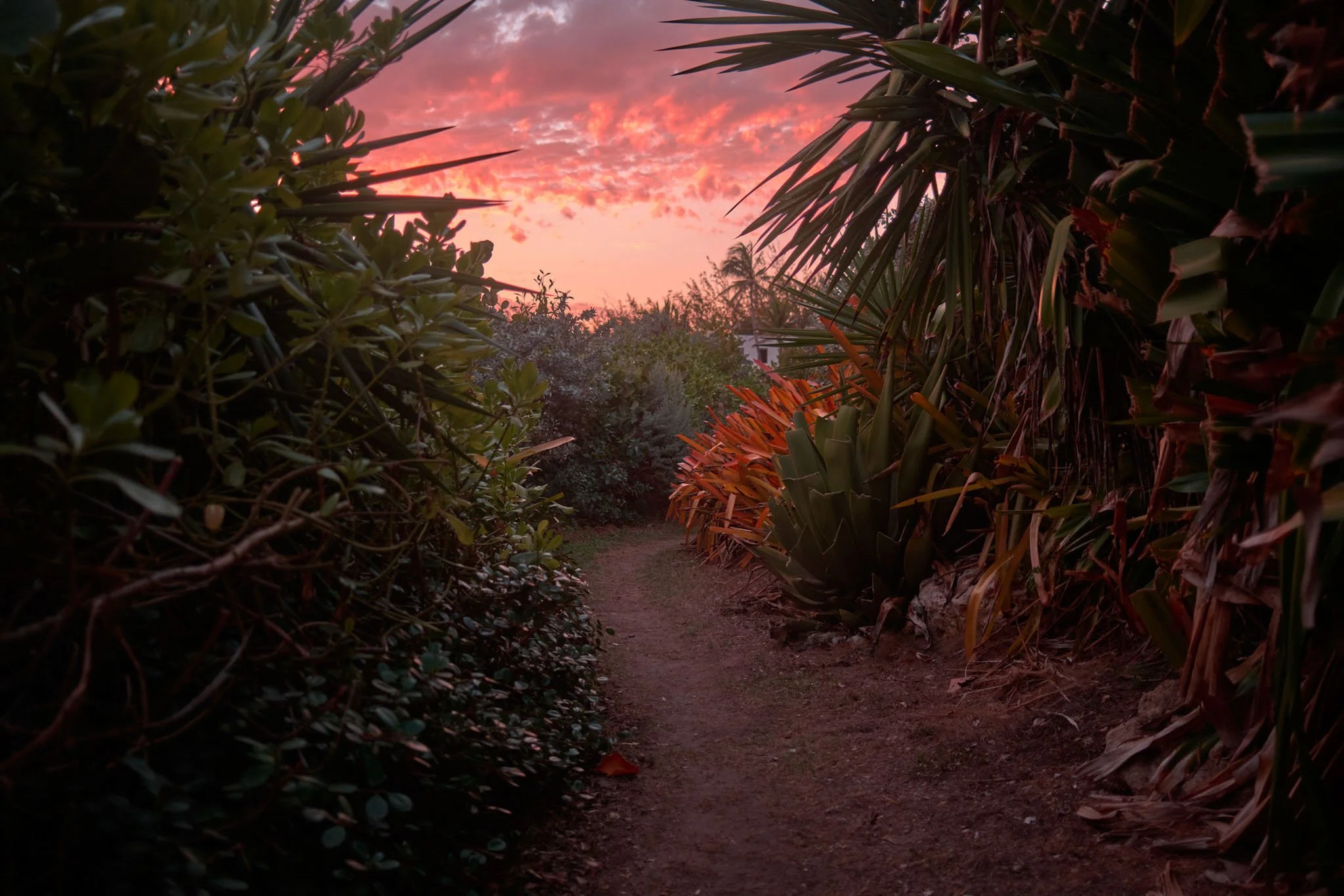 BARBADOS_VEGETATION_SUNSET_DAVID_PEXTON_PHOTOGRAPHY.jpg