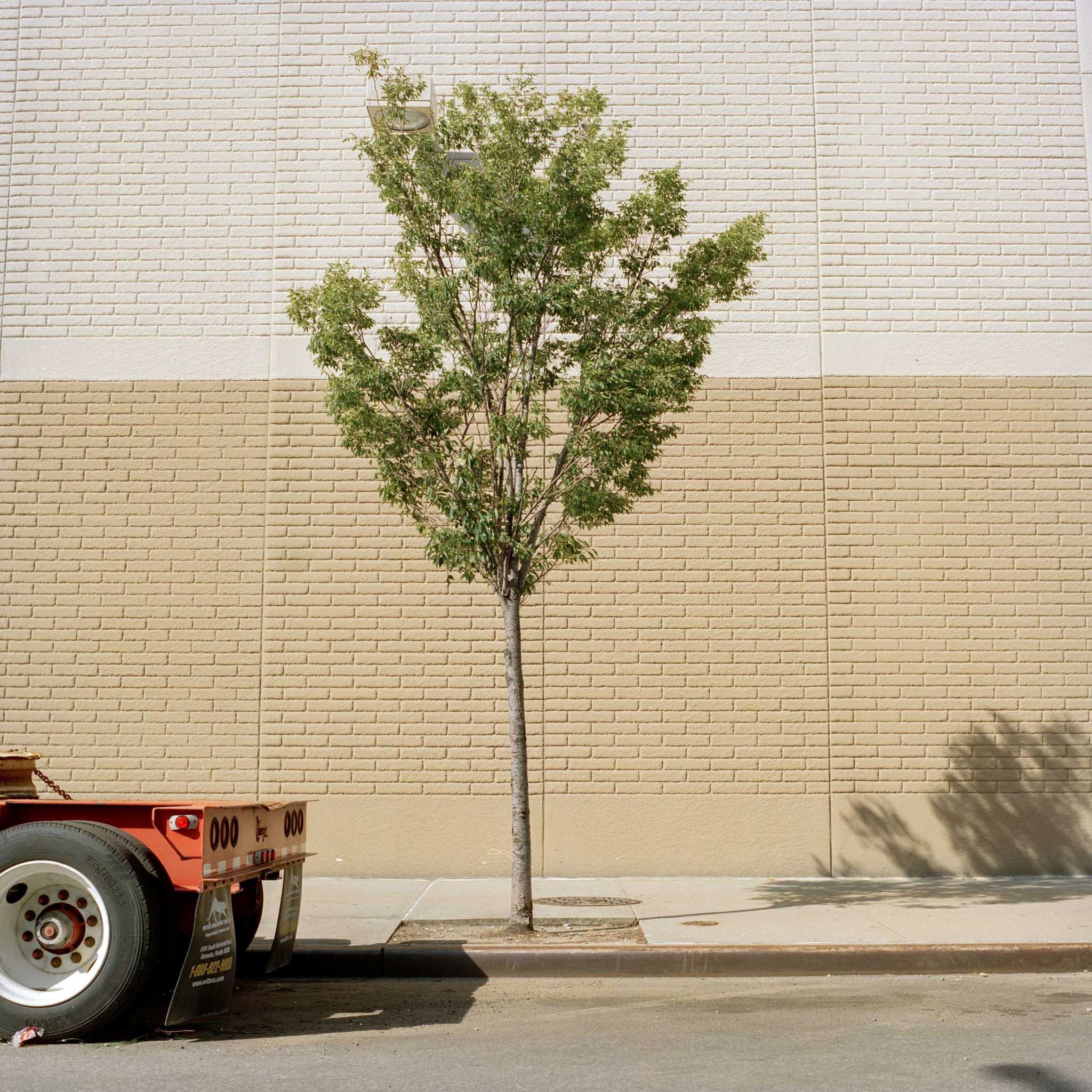 NEW_YORK_FILM_PHOTOGRAPHY_A_TREE_GROWS_IN_BROOKLYN_GOWANUS.jpg