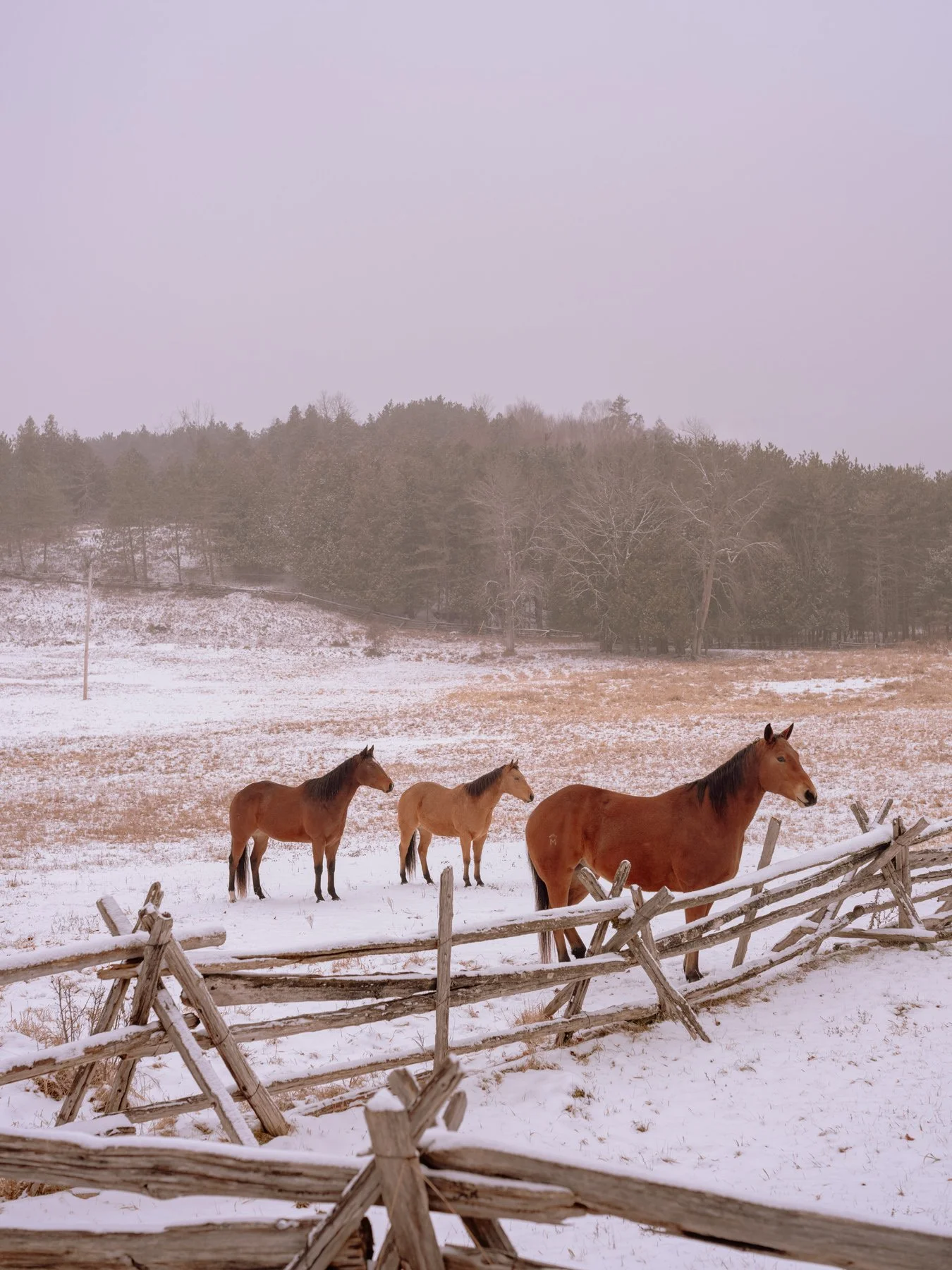 Three horses standing in a snowy field in Canada behind a rustic wooden fence with leafless trees and a foggy sky in the background.