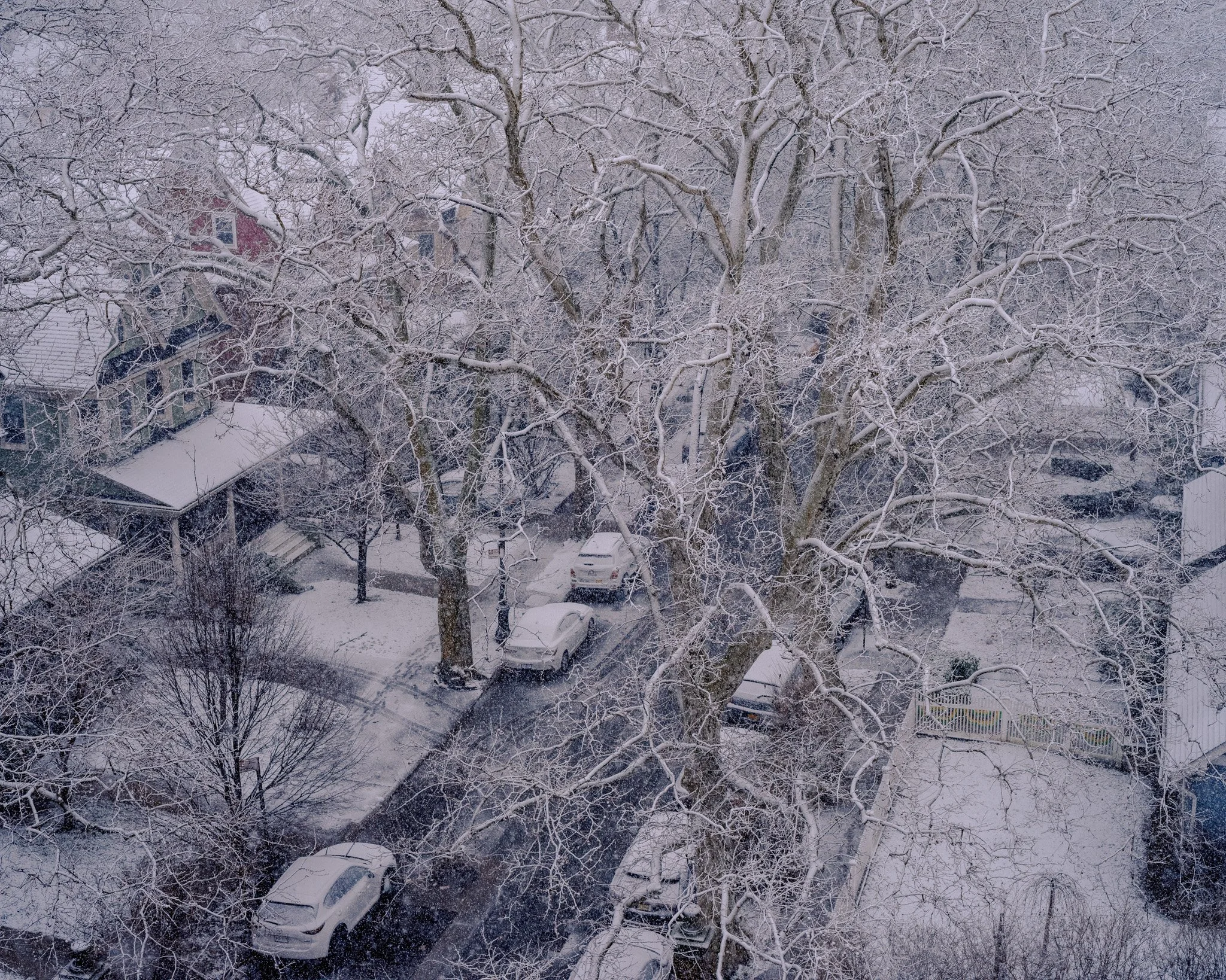 Snow-covered street in Brooklyn lined with parked cars and large leafless trees in a residential neighborhood.