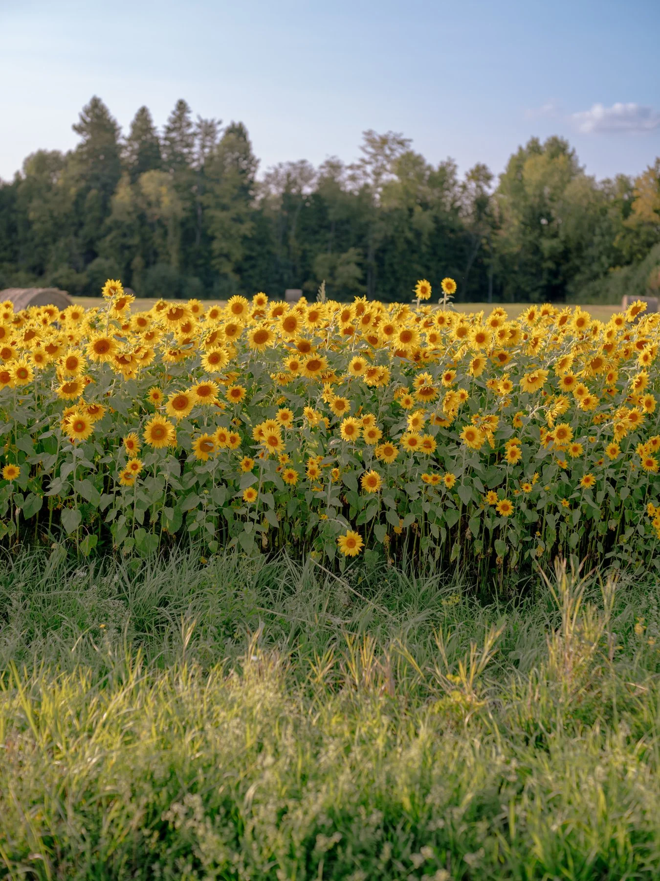 Sunflower field in Canada with green trees in the background and clear blue sky.
