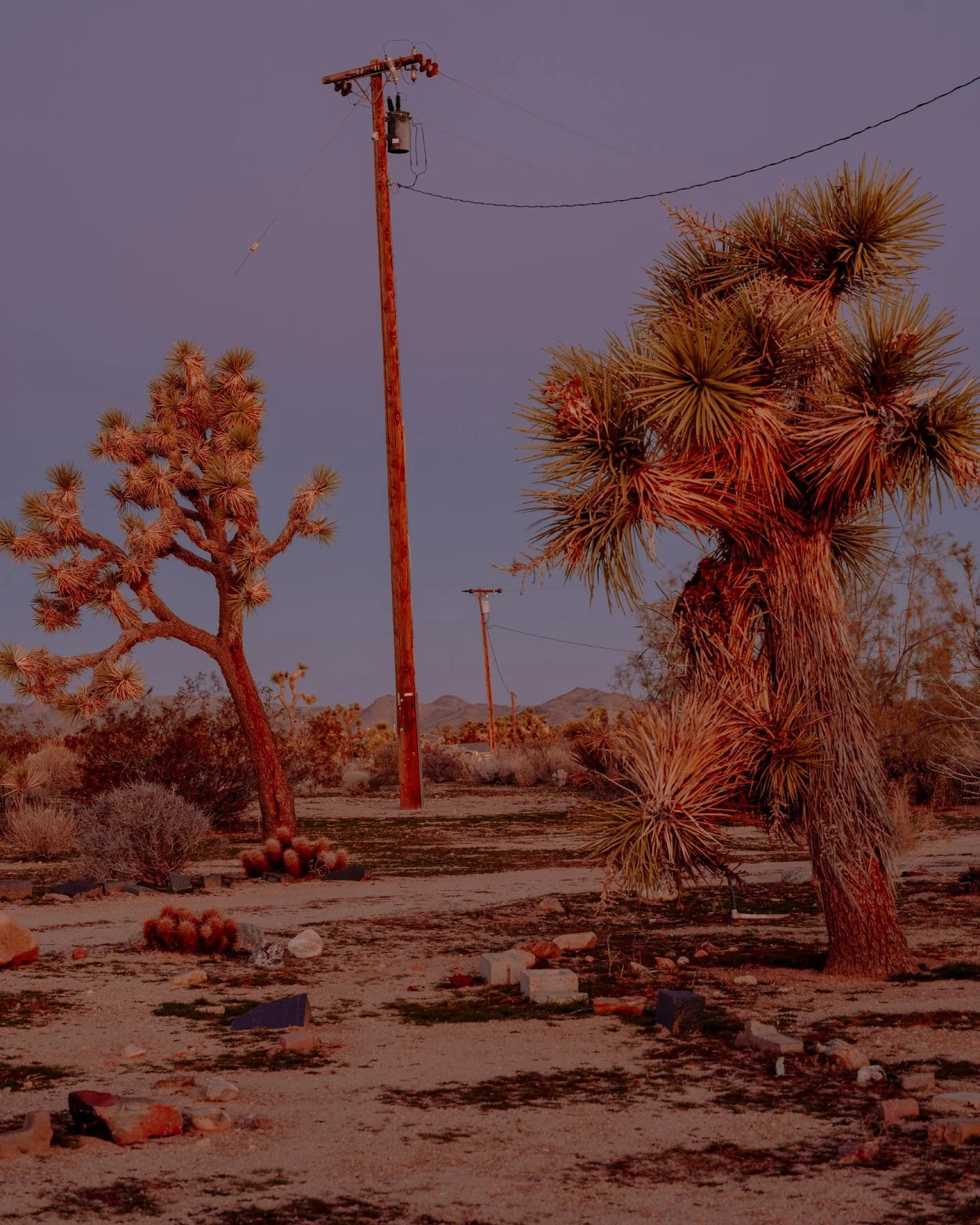 Desert landscape with Joshua trees and mountain range in the background, electrical poles, and scattered rocks.