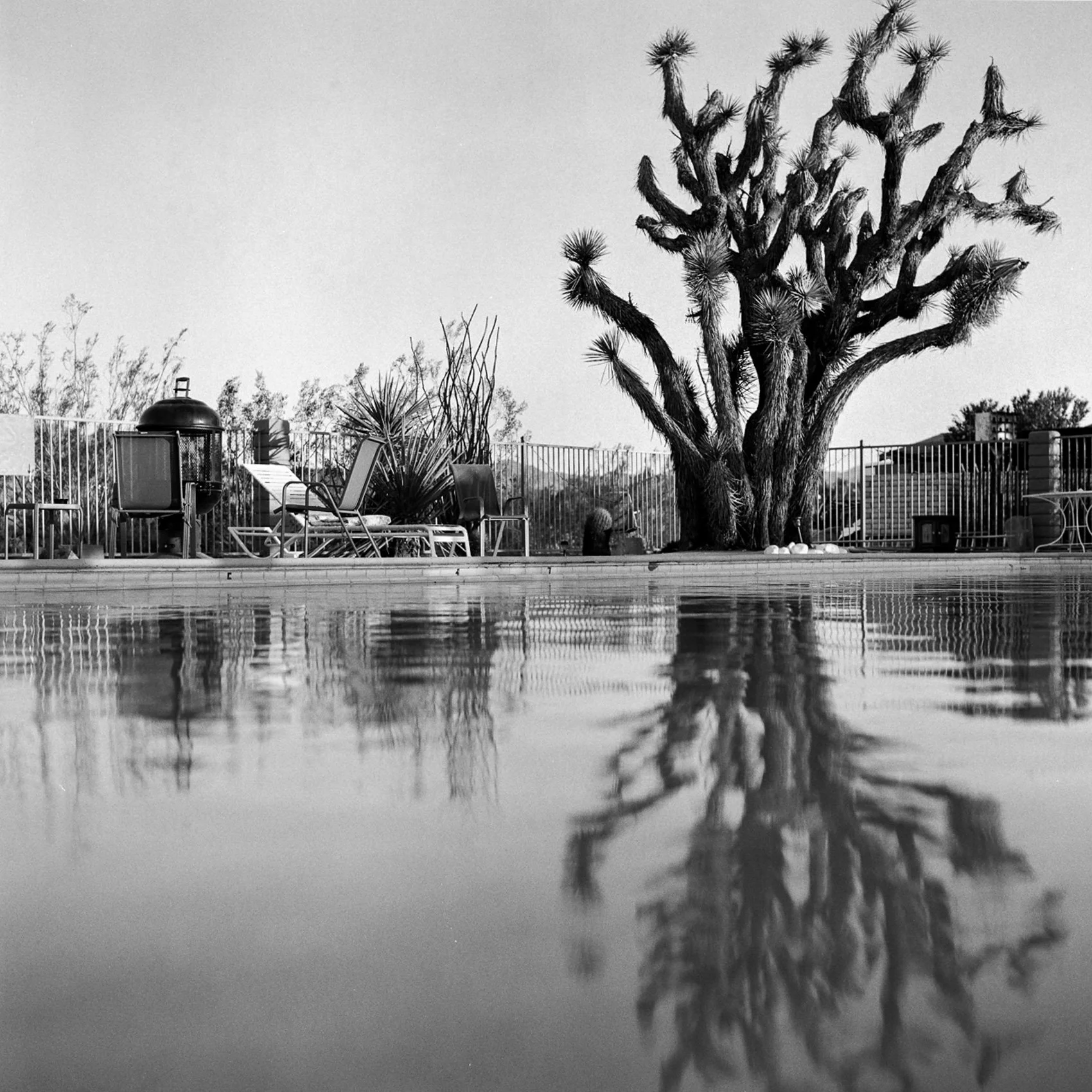 A black and white photo of a backyard pool area with a large Joshua tree, chairs, a barbecue grill, and desert plants, with the pool's surface reflecting the scene.