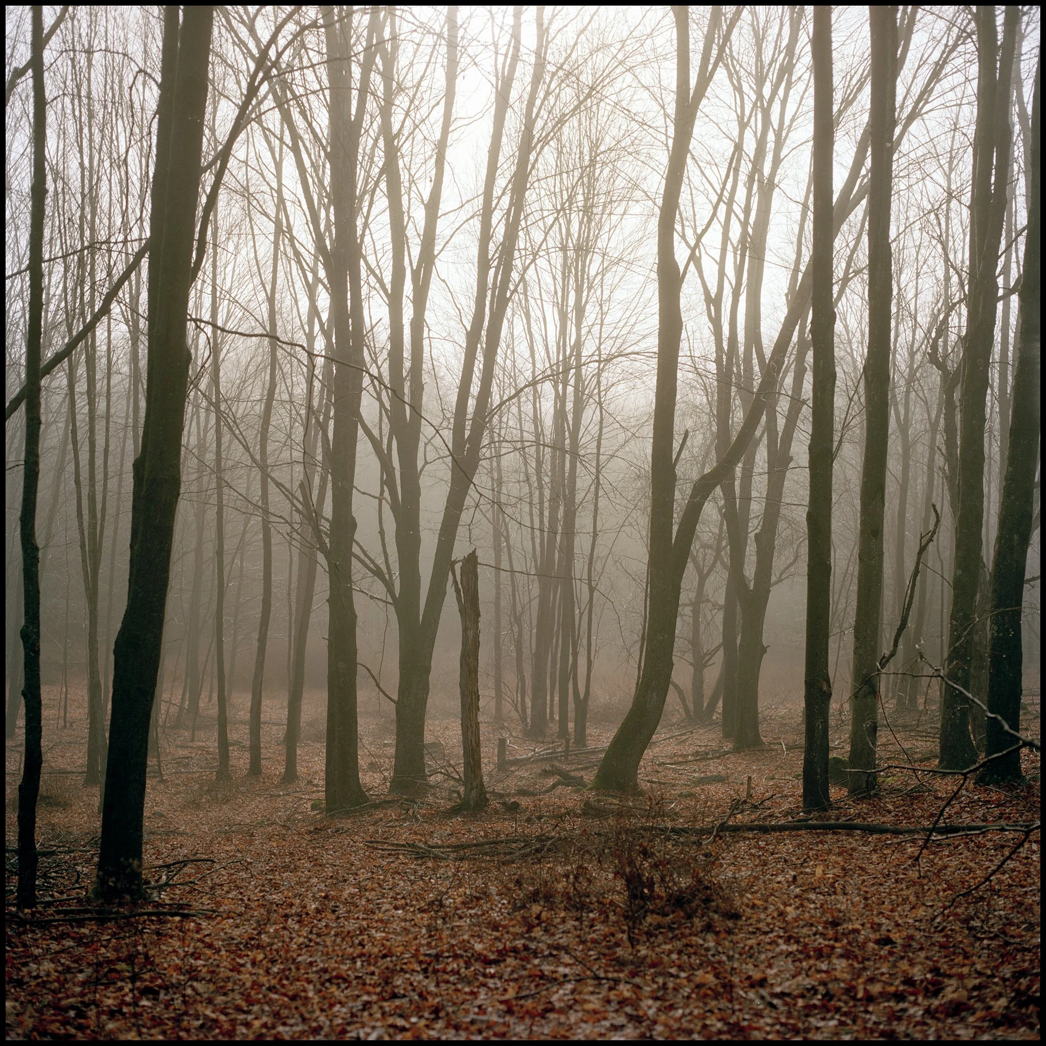 A misty forest with leafless trees and a ground covered in fallen leaves.