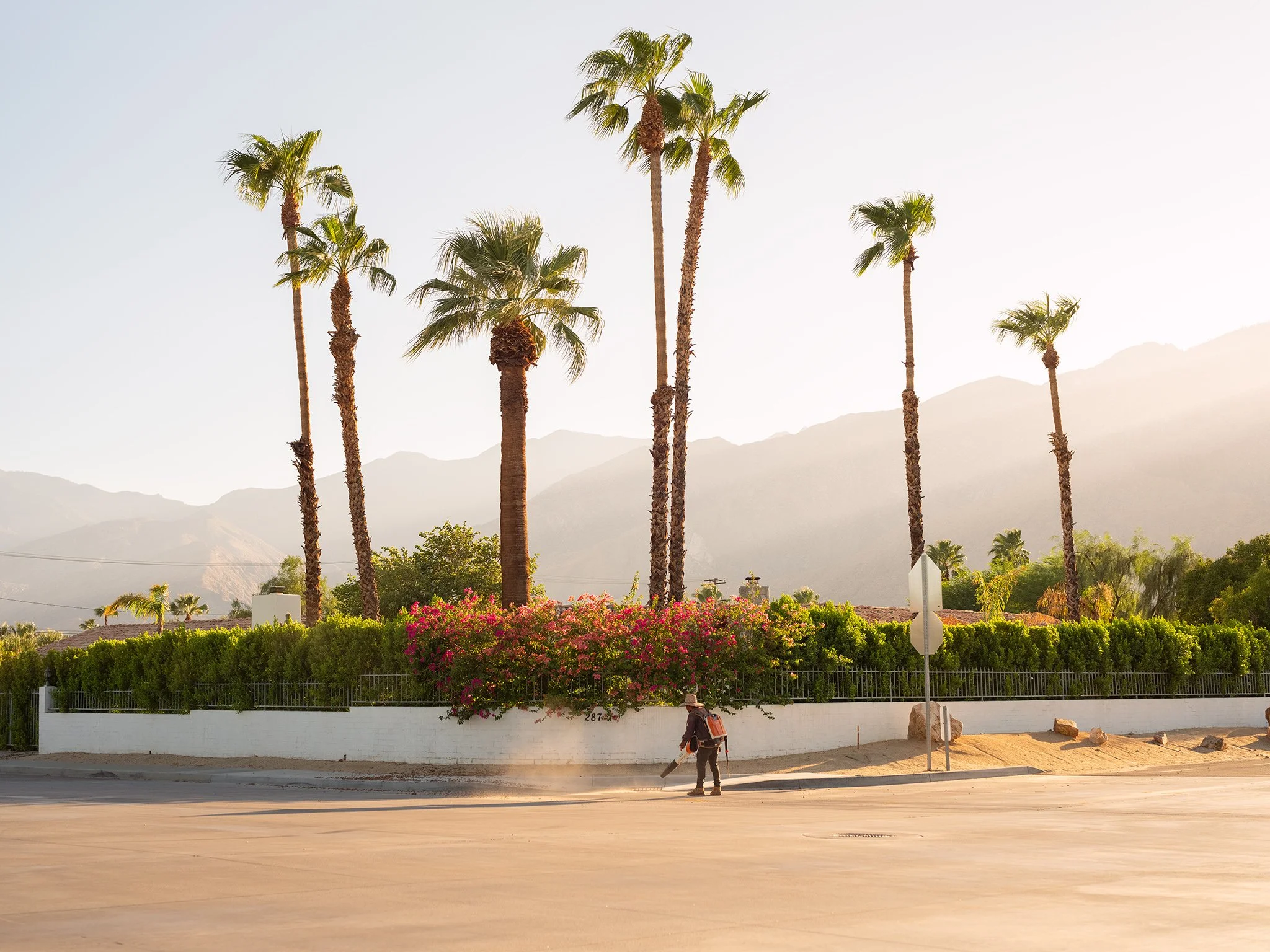 A person walking along a street near a white wall with lush green bushes and vibrant pink flowers. Tall palm trees are visible in the background with mountains and a clear sky behind them.