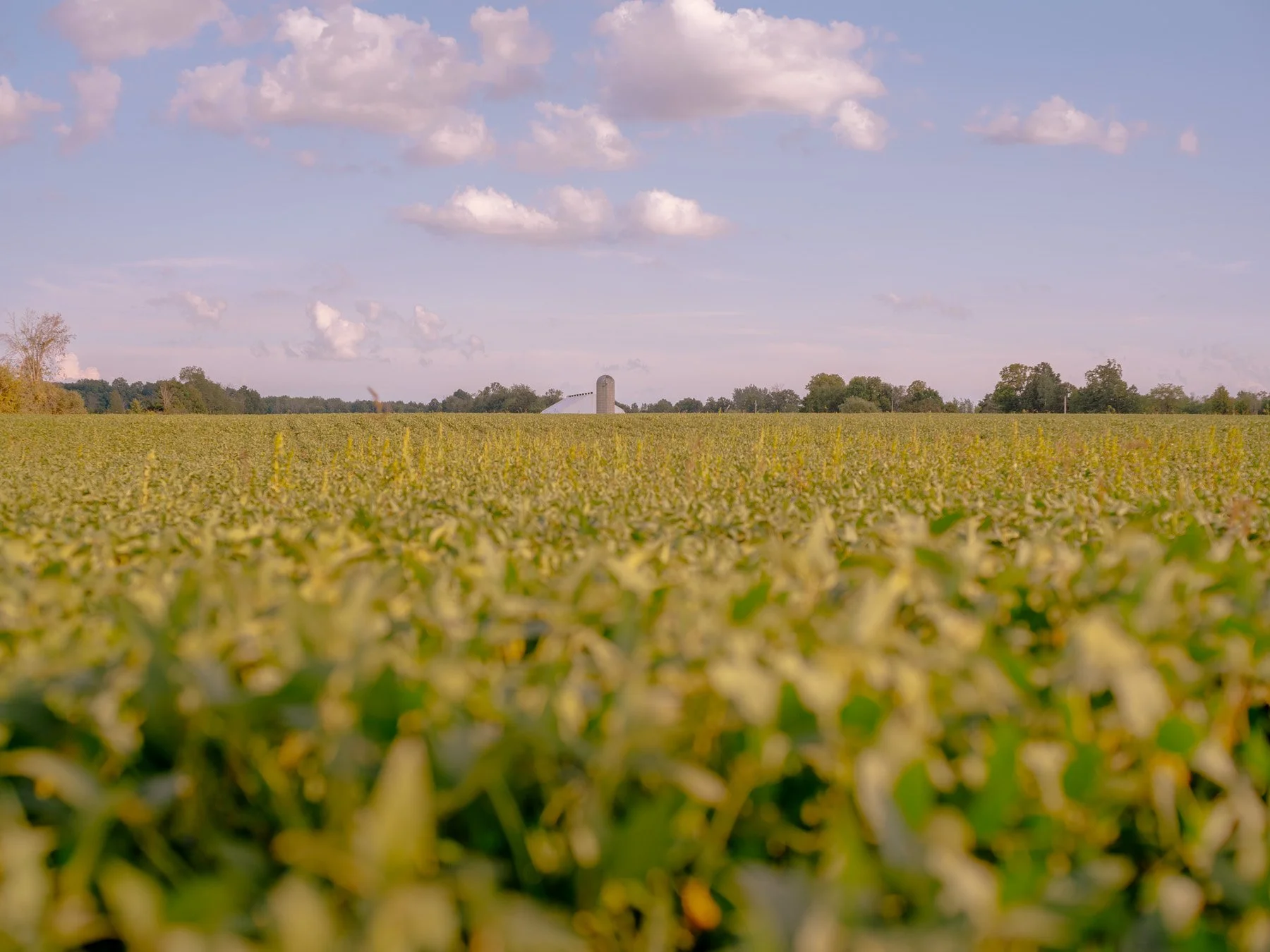 Wide view of a green field with a distant barn and blue sky.