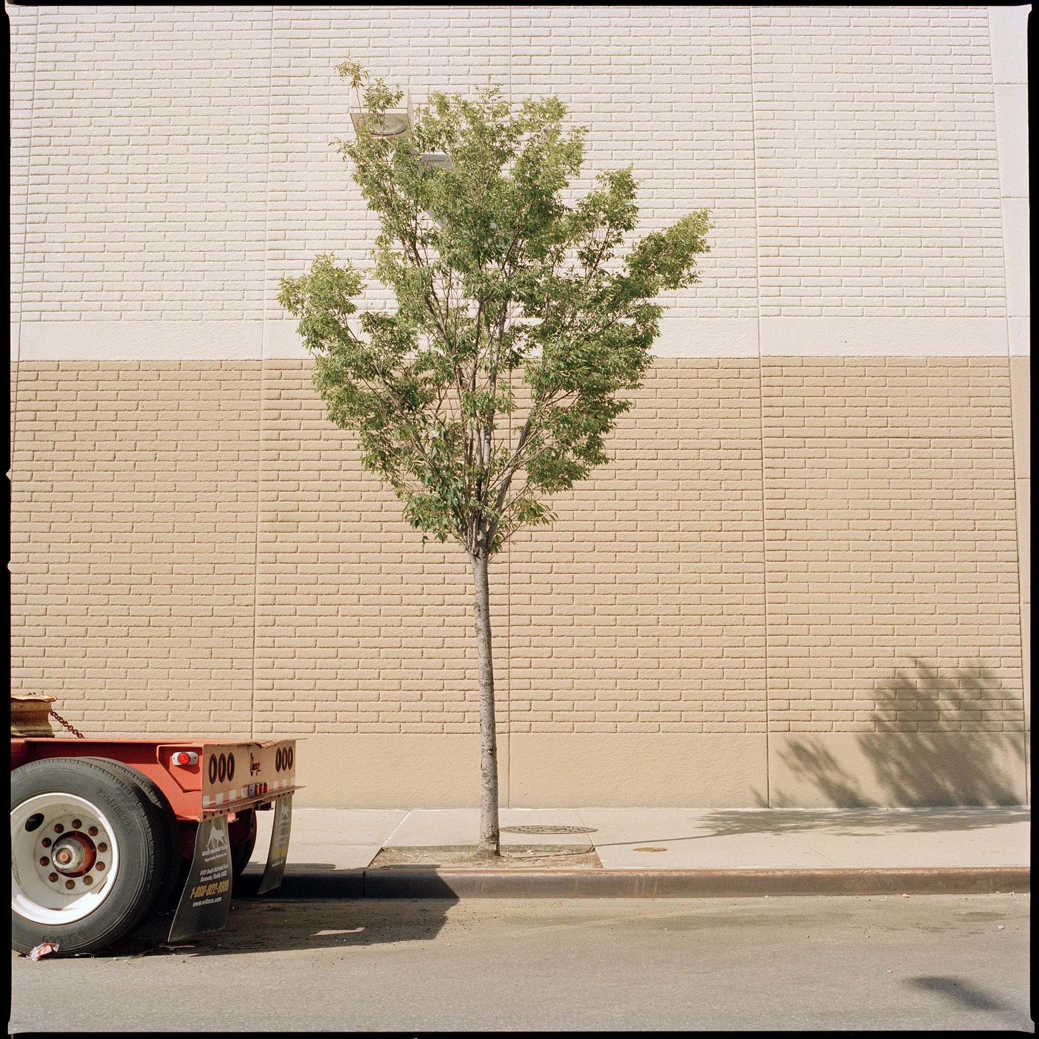 A Tree Grows in Brooklyn