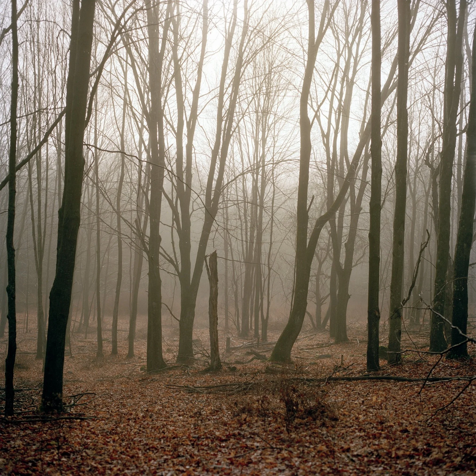 Foggy forest in the Catskills