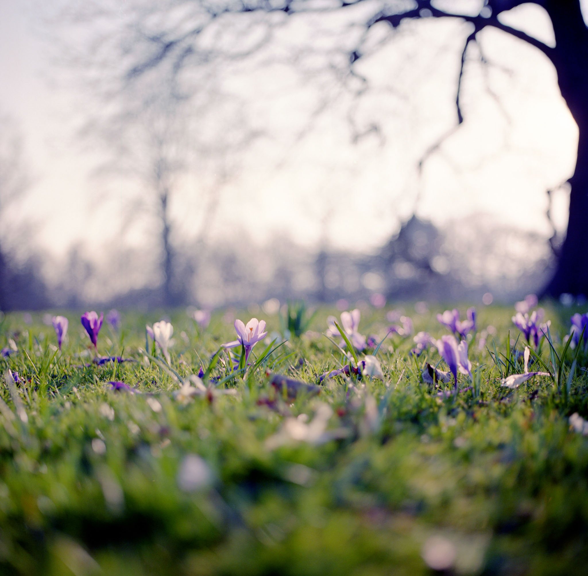 ENGLAND_FILM_PHOTOGRAPHY_LONDON_FIELDS_FLOWERS.jpg