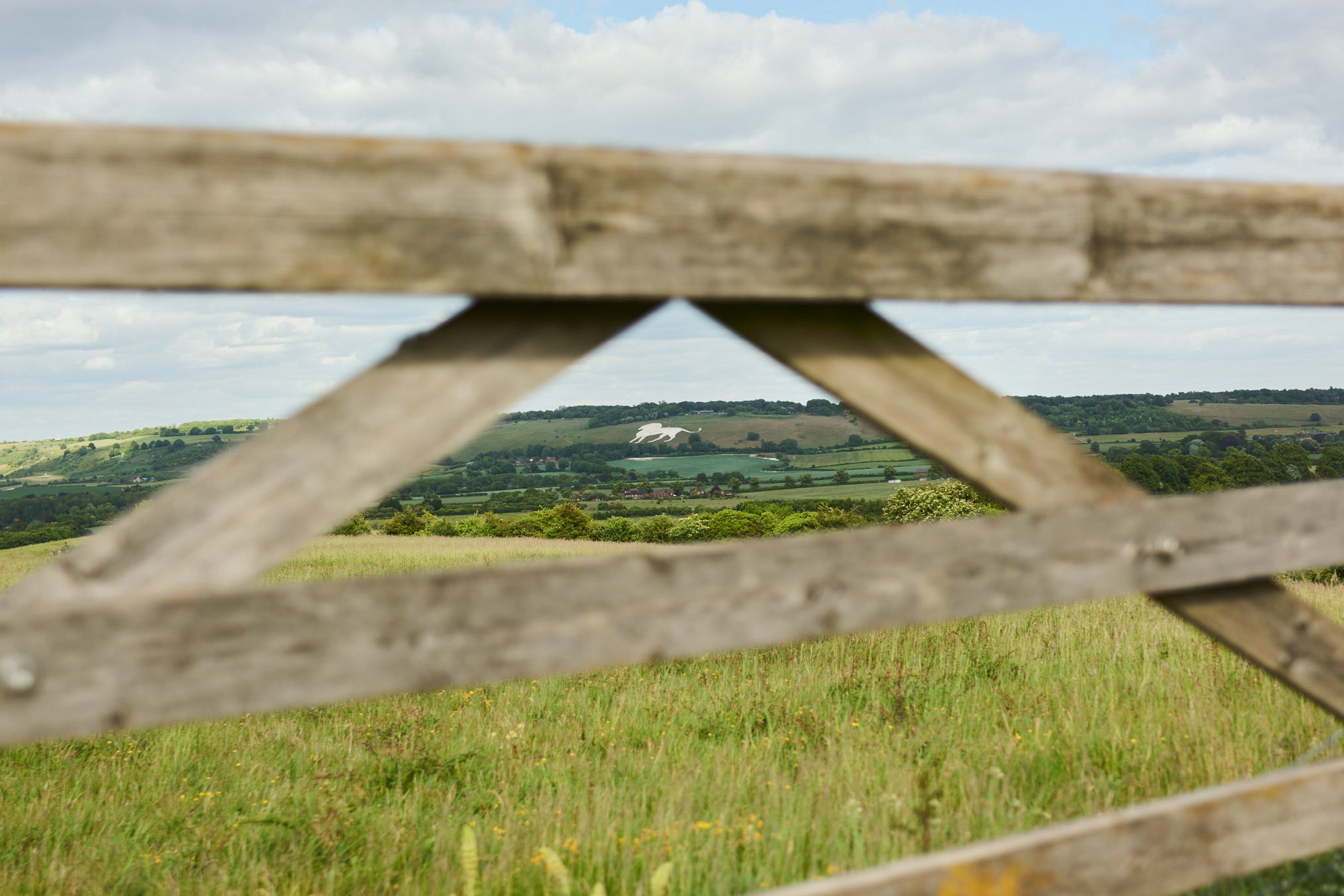 WILD_CHALK_LION_BEDFORDSHIRE_UK.jpg