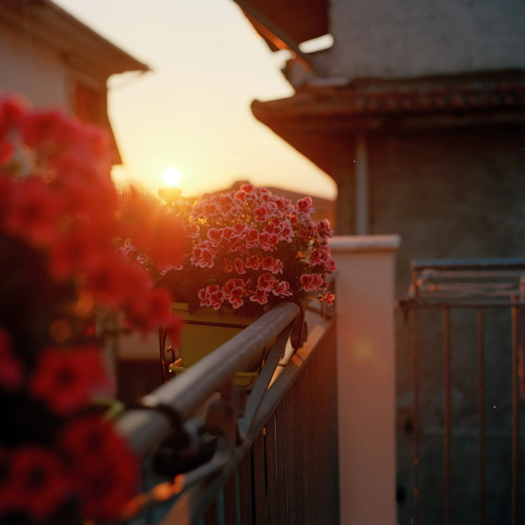 FILM_PHOTOGRAPHY_SANTA_MARIA_BALCONY_FLOWERS_SUNSET.jpg