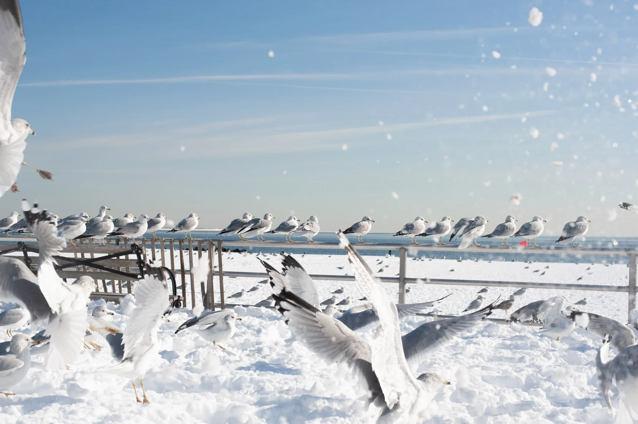 NEW_YORK_DIGITAL_STREET_PHOTOGRAPHY_SEAGULLS_CONEY_ISLAND.jpg