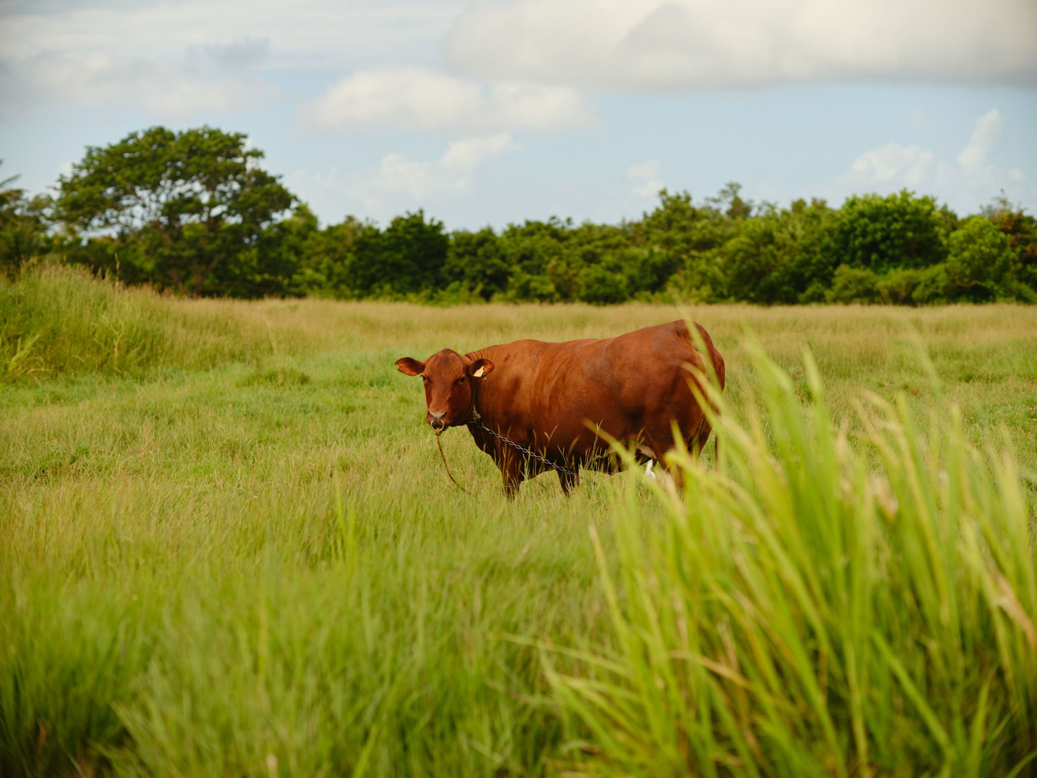 BARBADOS_COW_FIELD_DAVID_PEXTON_PHOTOGRAPHY.jpg