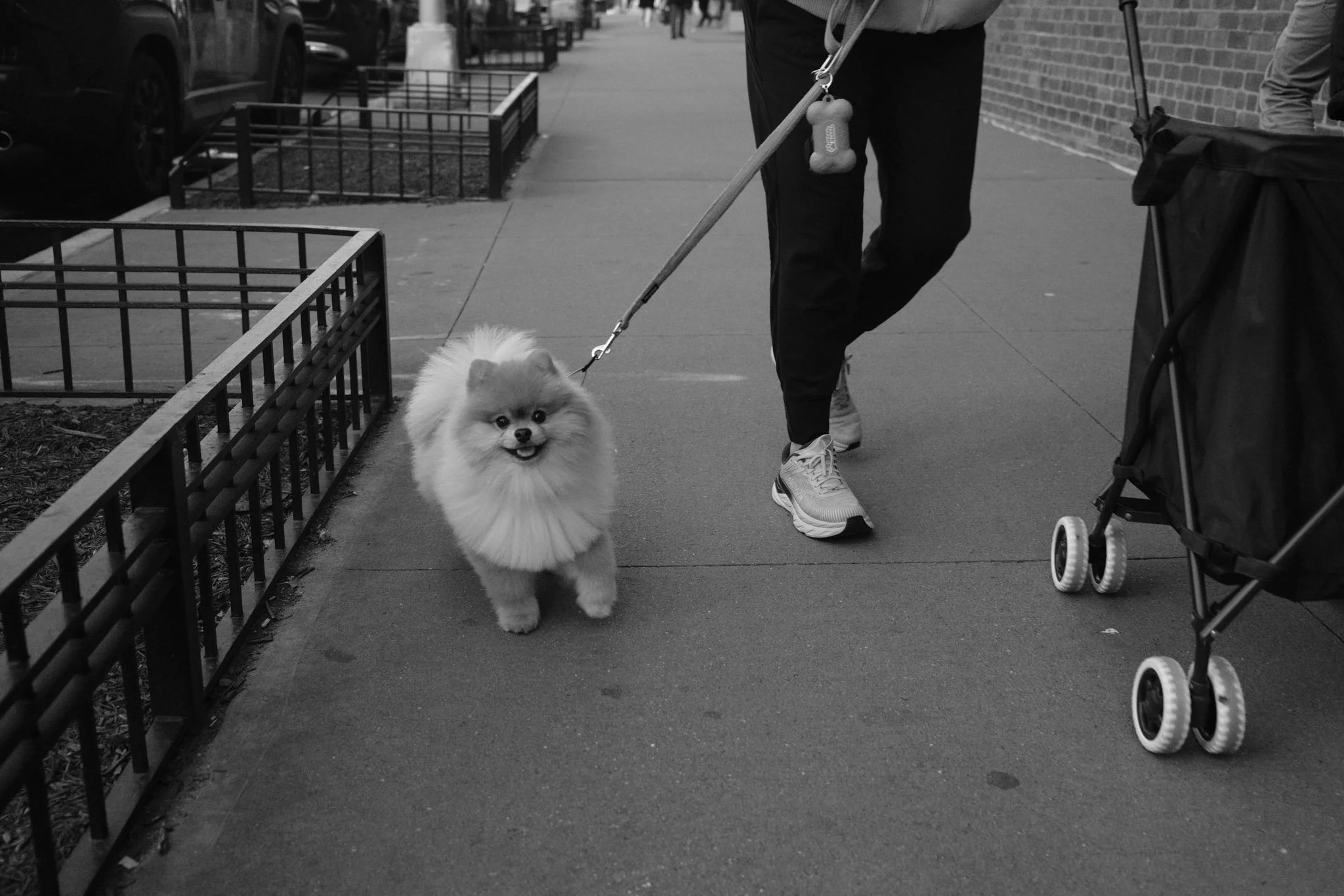 DIGITAL_STREET_PHOTOGTRAPHY_NEW_YORK_FLUFFY_DOG.jpg