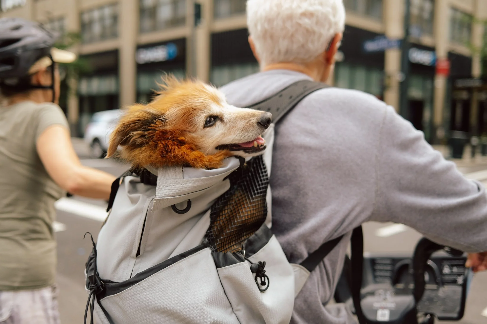 DIGITAL_STREET_PHOTOGRAPHY_DOG_BACKPACK_LOOKING_BACK.jpg