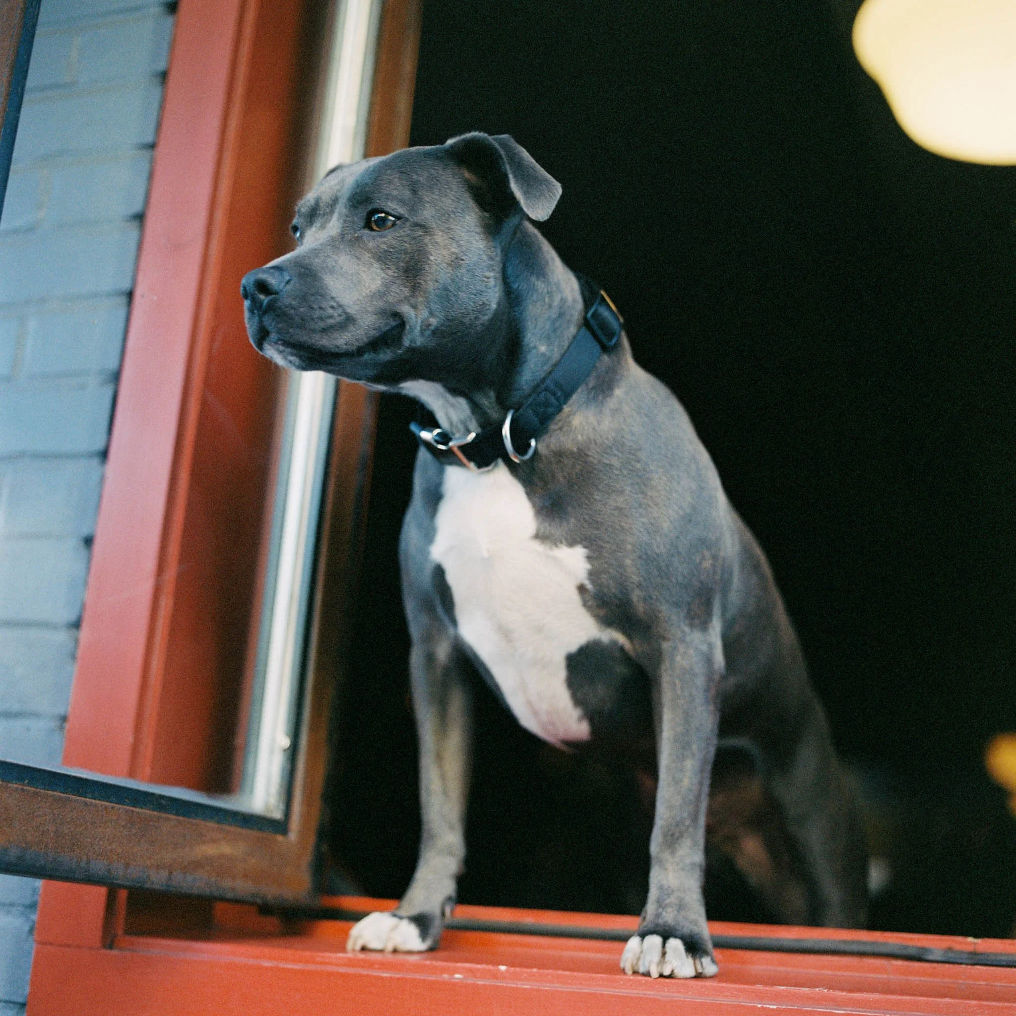 NEW_YORK_FILM_STREET_PHOTOGRAPHY_PITBULL_OAK_IRON.jpg
