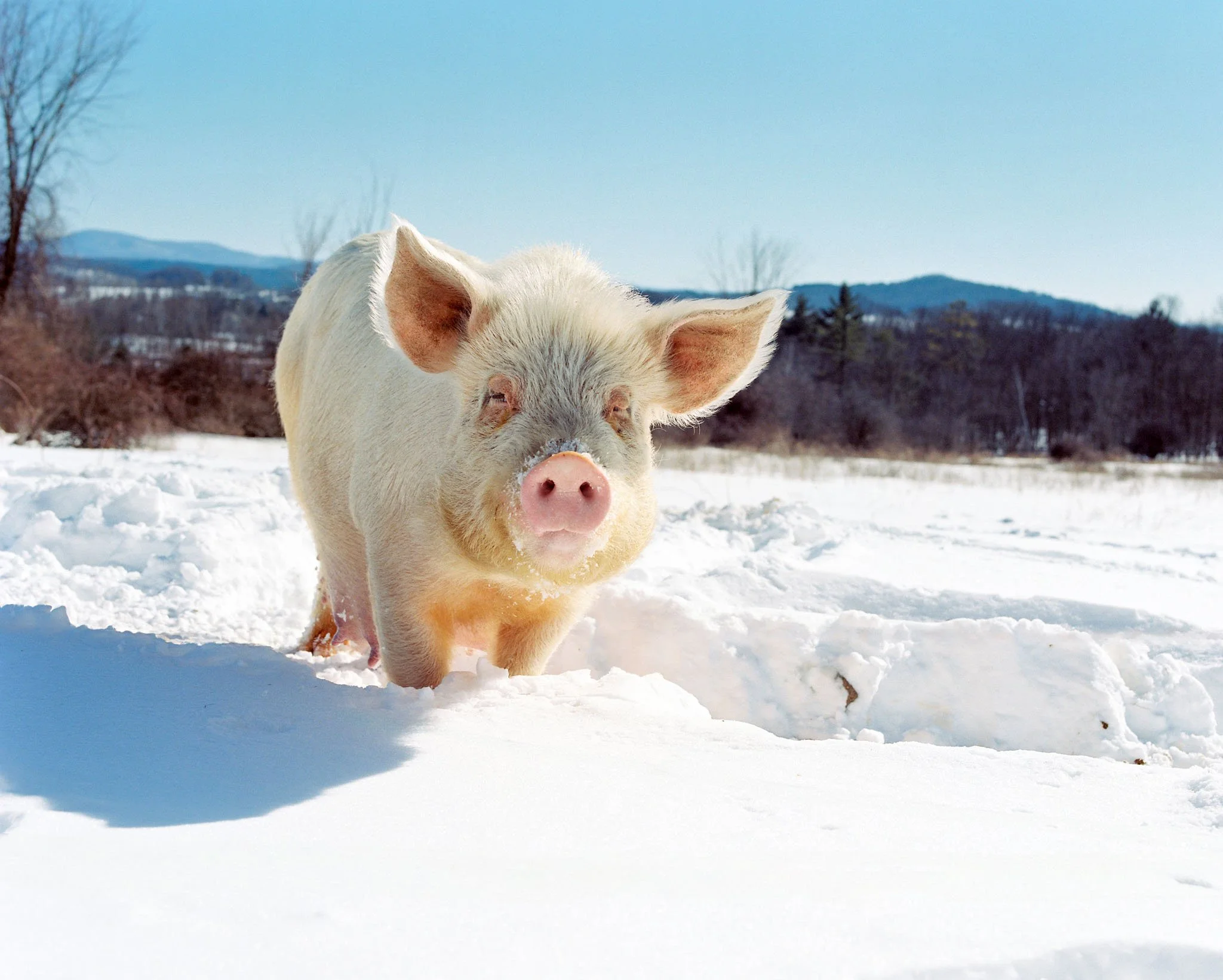 FILM_PHOTOGRAPHY_PIG_IN_FIELD.jpg
