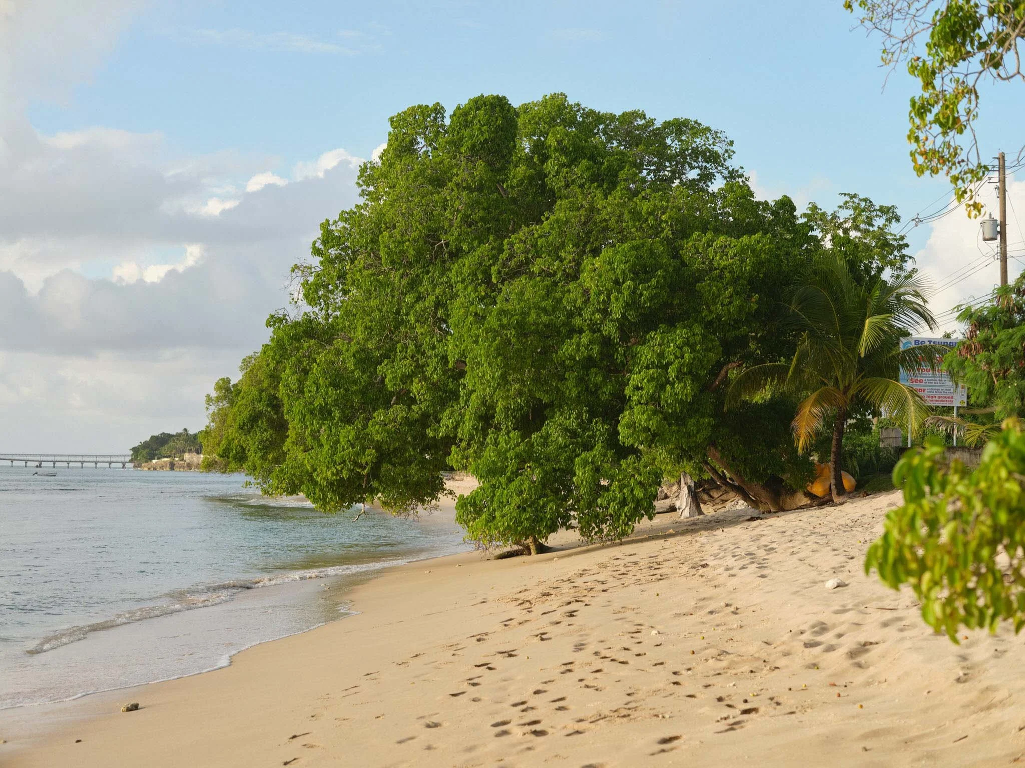 BARBADOS_LARGE_OVERHANGING_TREE_DAVID_PEXTON_PHOTOGRAPHY.jpg