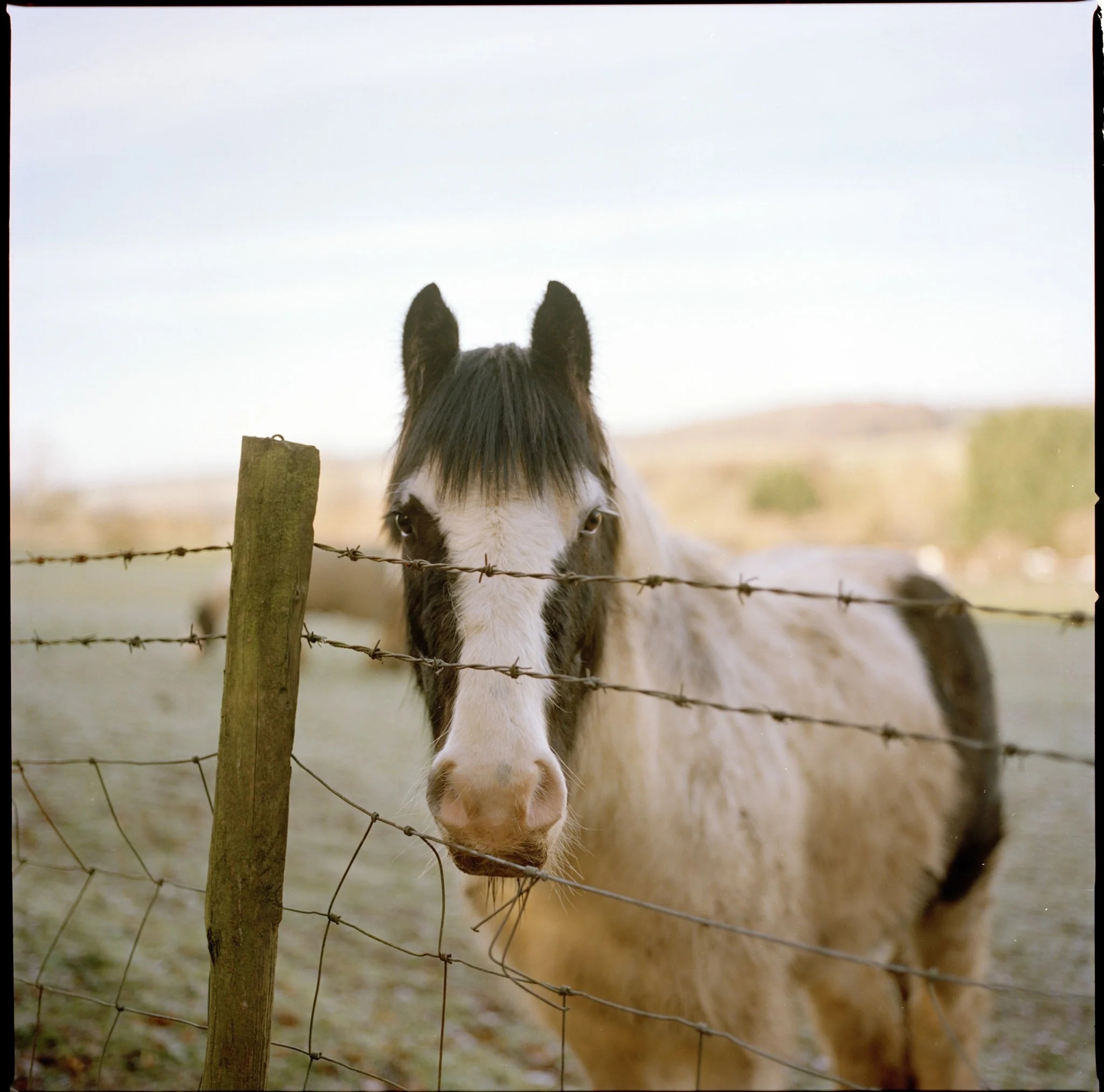 ENGLAND_FILM_LANDSCAPE_PHOTOGRAPHY_HORSE_AND_BARBED_WIRE.JPG