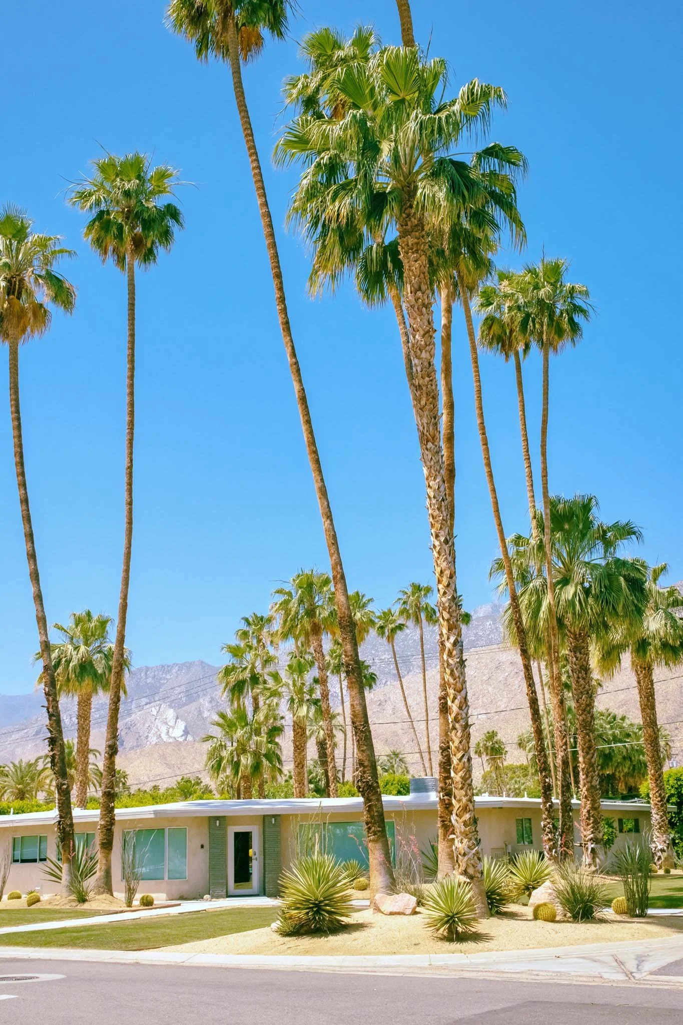 PALM_SPRINGS_CORNER_TREES.jpg