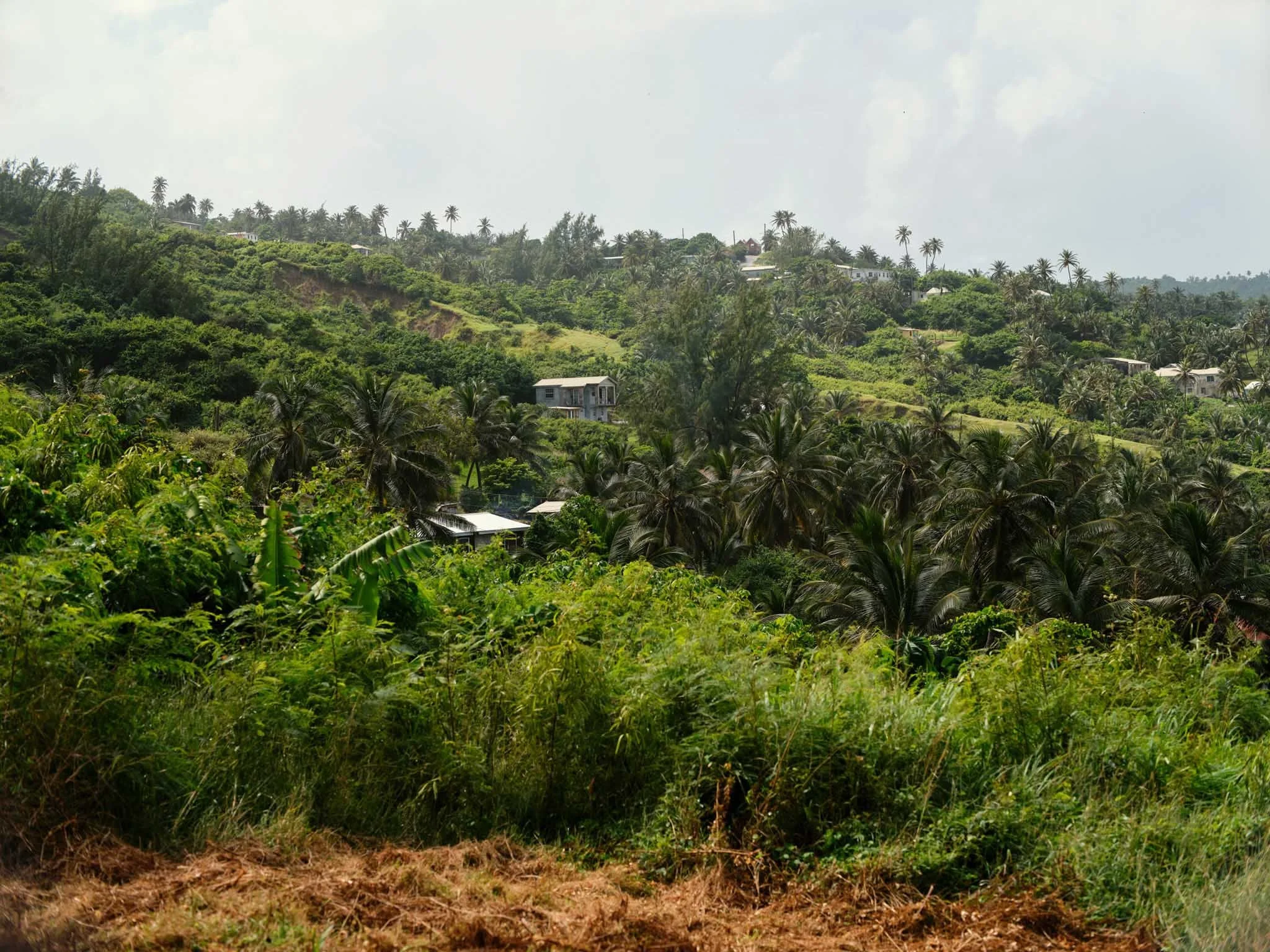 BARBADOS_BATHSHEBA_LUSH_LEAVES_DAVID_PEXTON_PHOTOGRAPHY.jpg