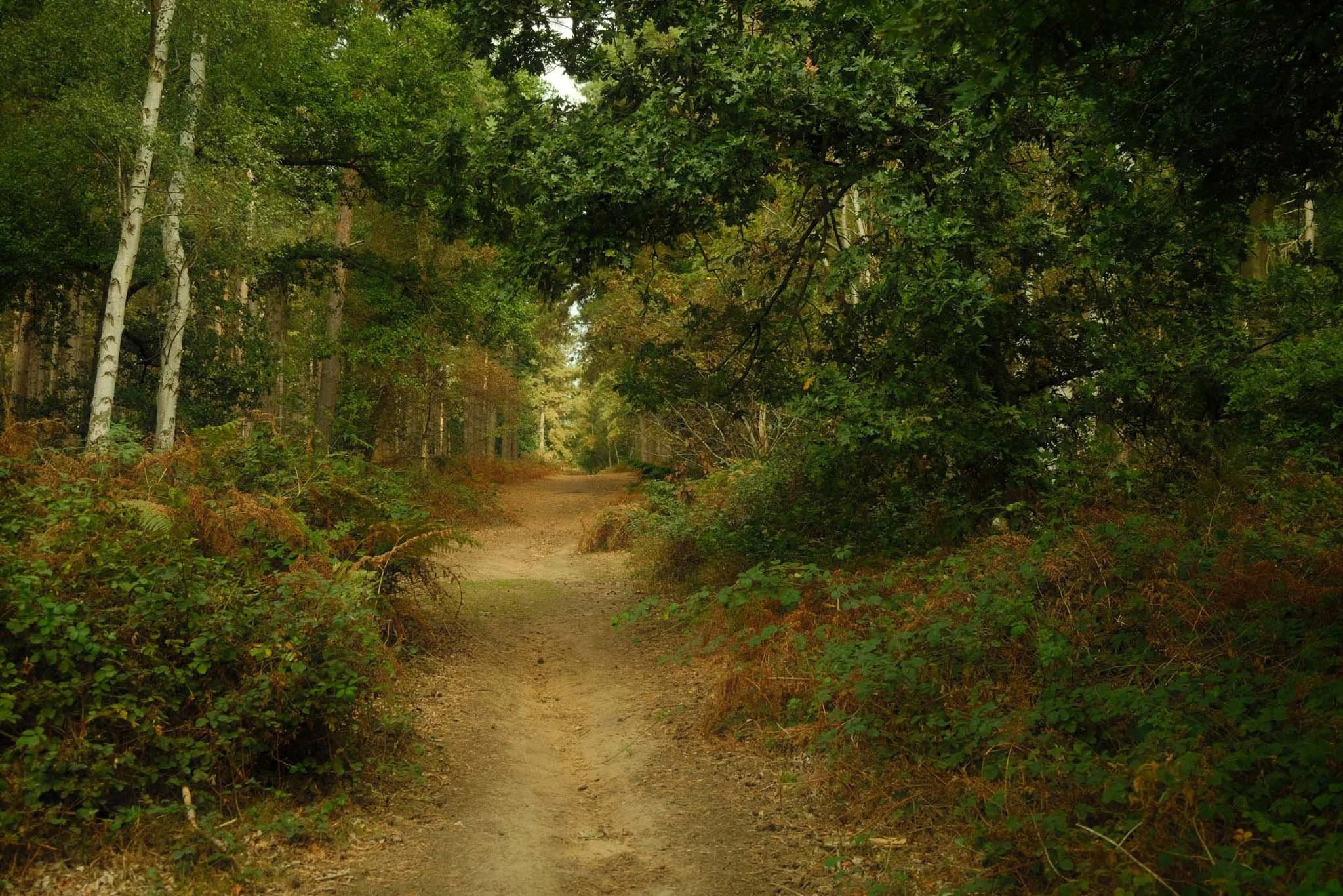 ENGLAND_DIGITAL_PHOTOGRAPHY_CHICKSANDS_PARK_ENGLAND_4.jpg