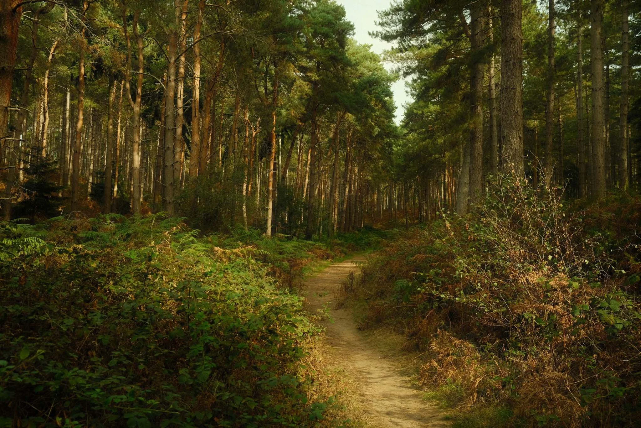 ENGLAND_DIGITAL_PHOTOGRAPHY_CHICKSANDS_PARK_ENGLAND_3.jpg